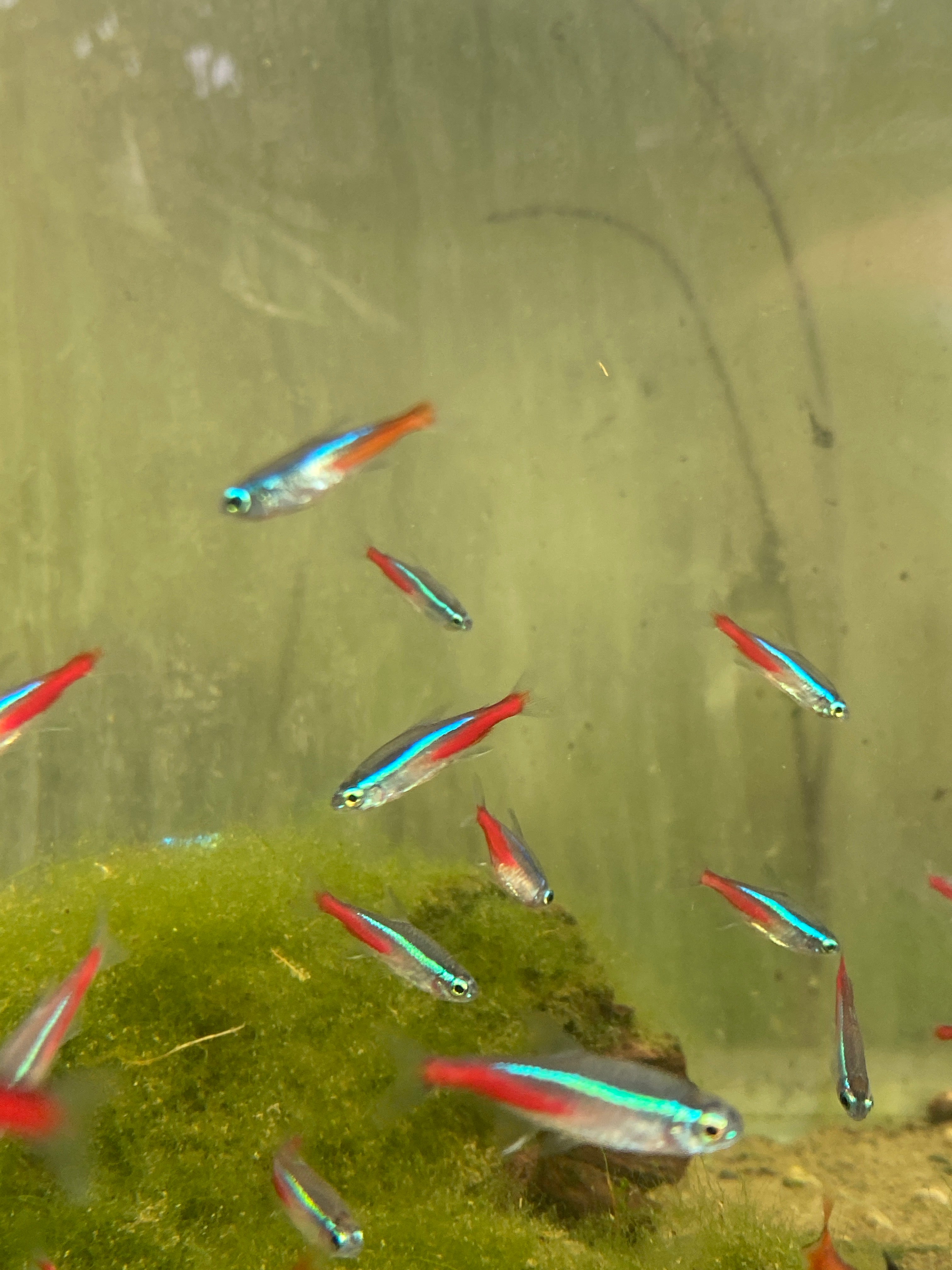 Paracheirodon innesi (neon)