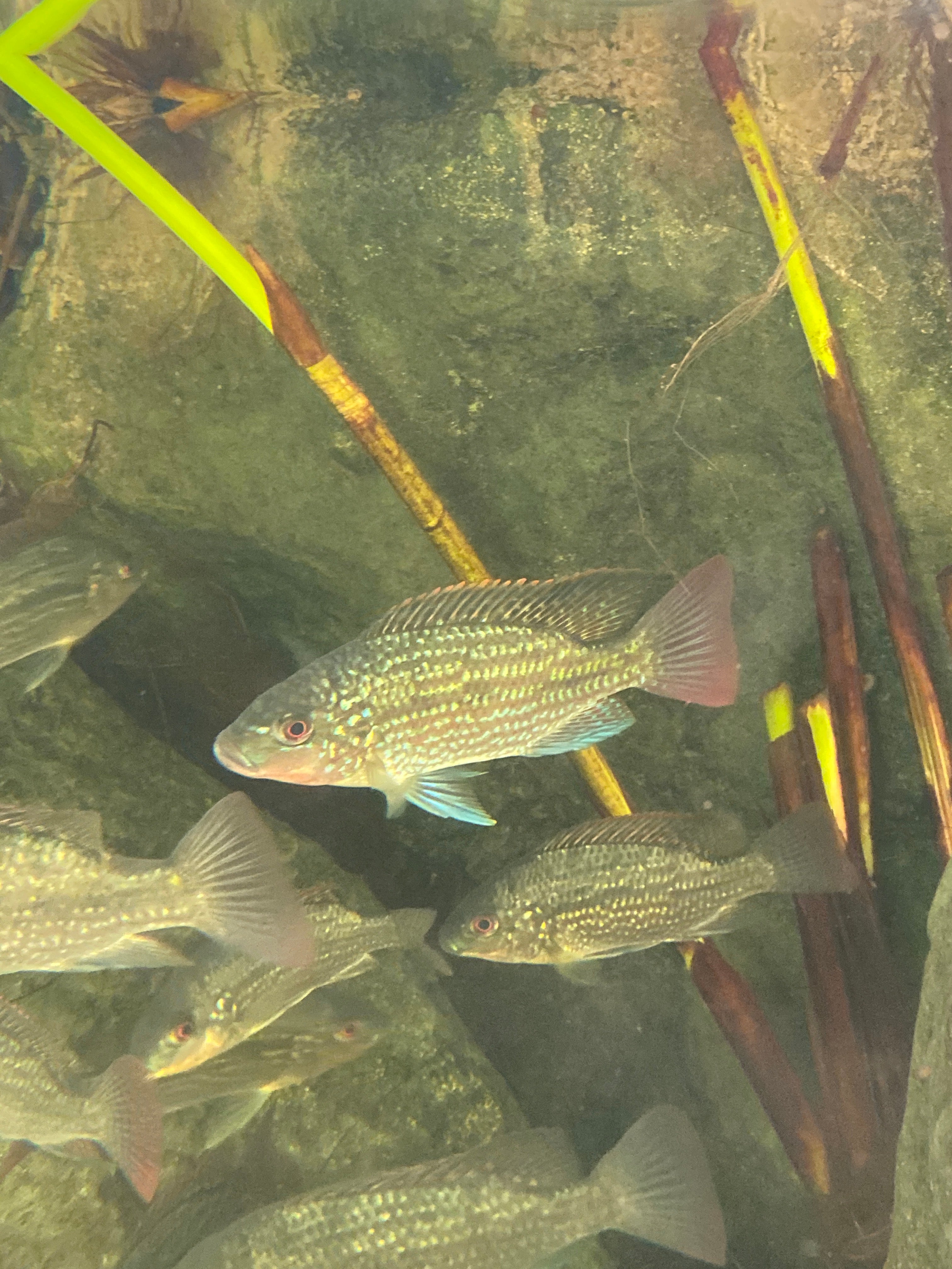 Oreochromis tanganicae