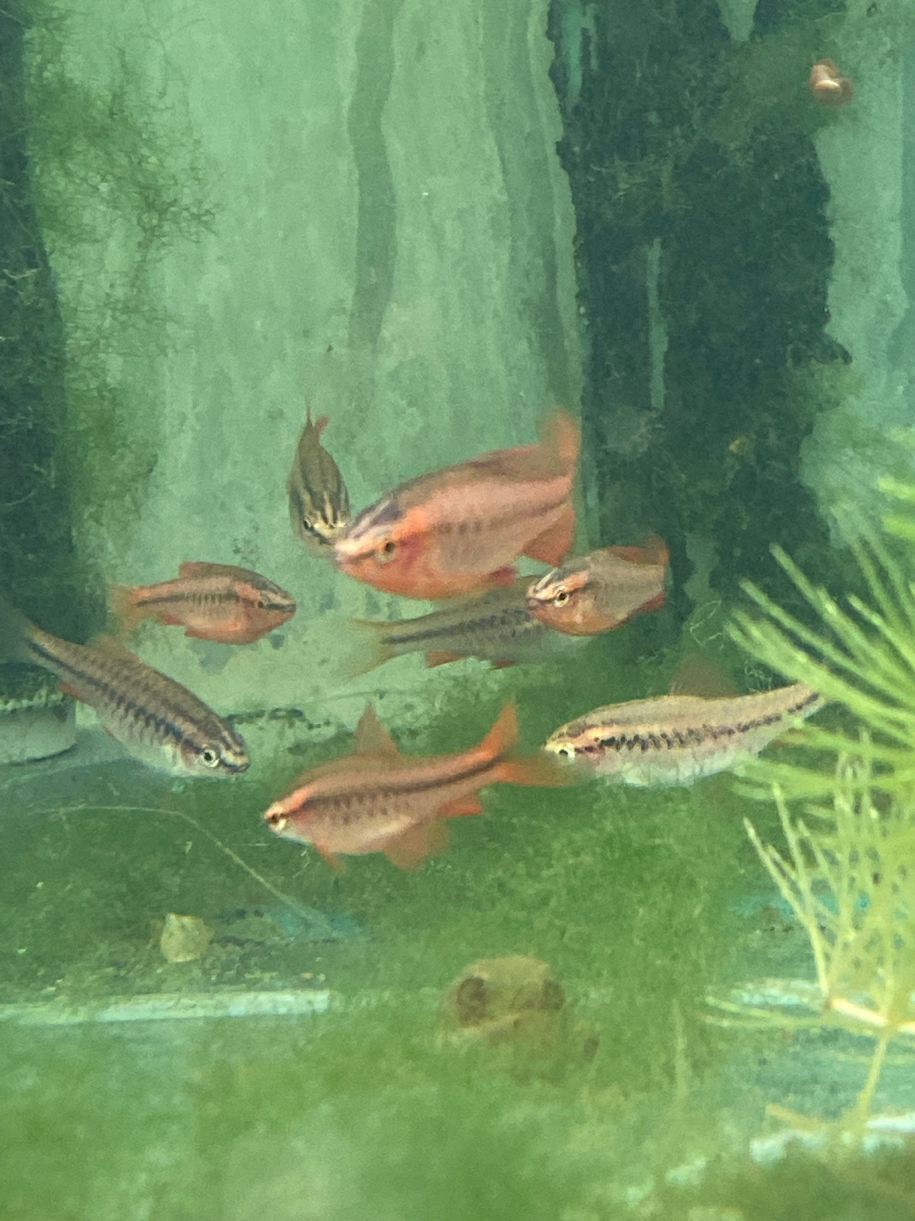 Puntius (Barbus) titteya