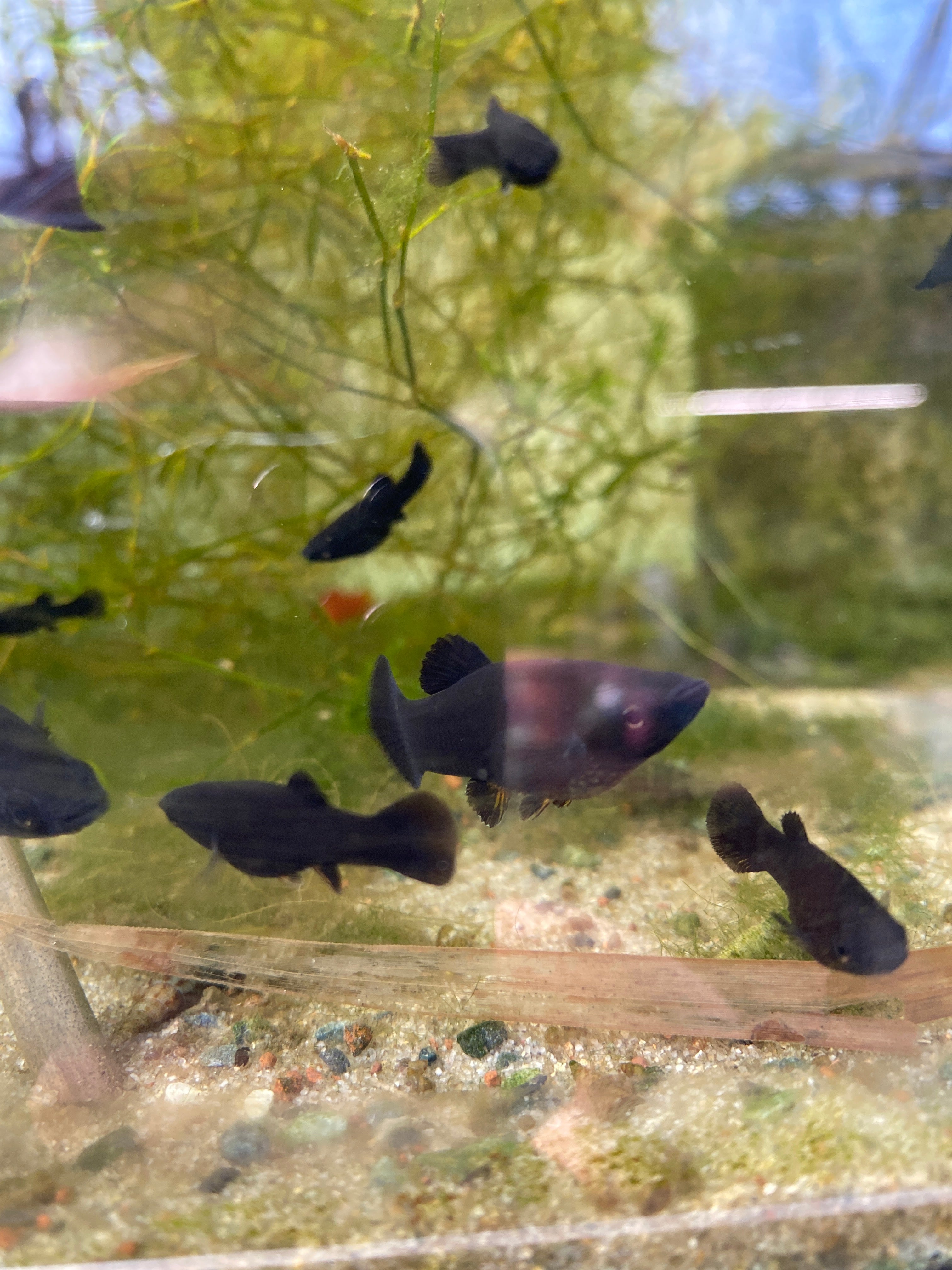 Poecilia sphenops "black molly"