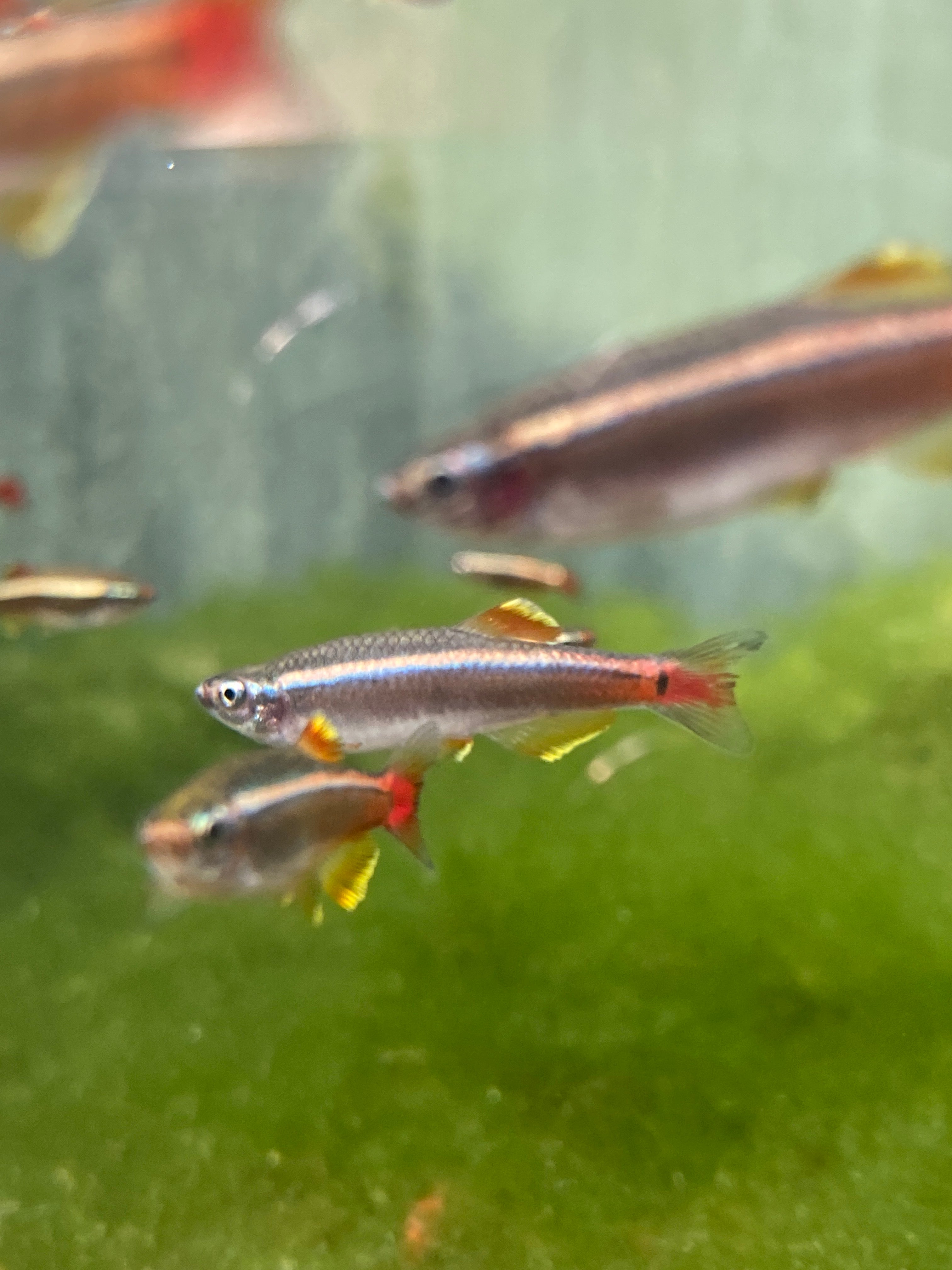 Tanichthys albonubes