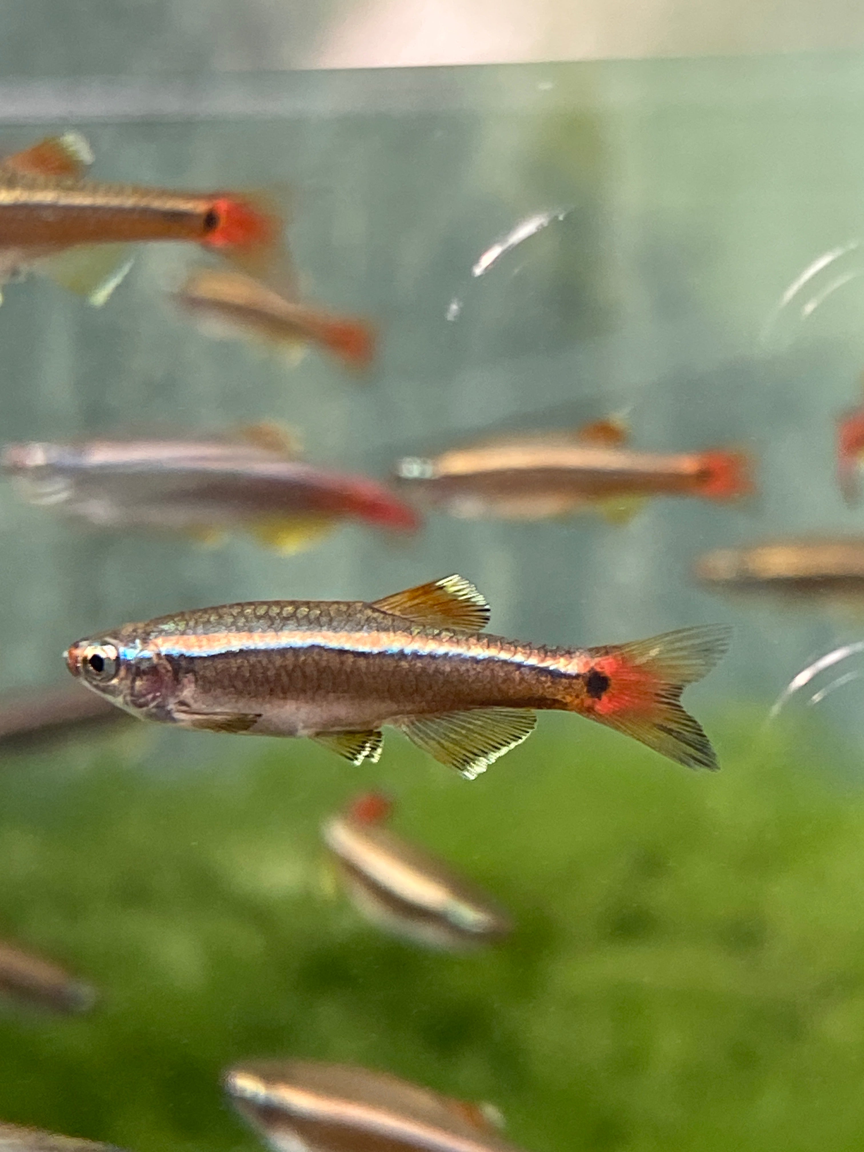 Tanichthys albonubes