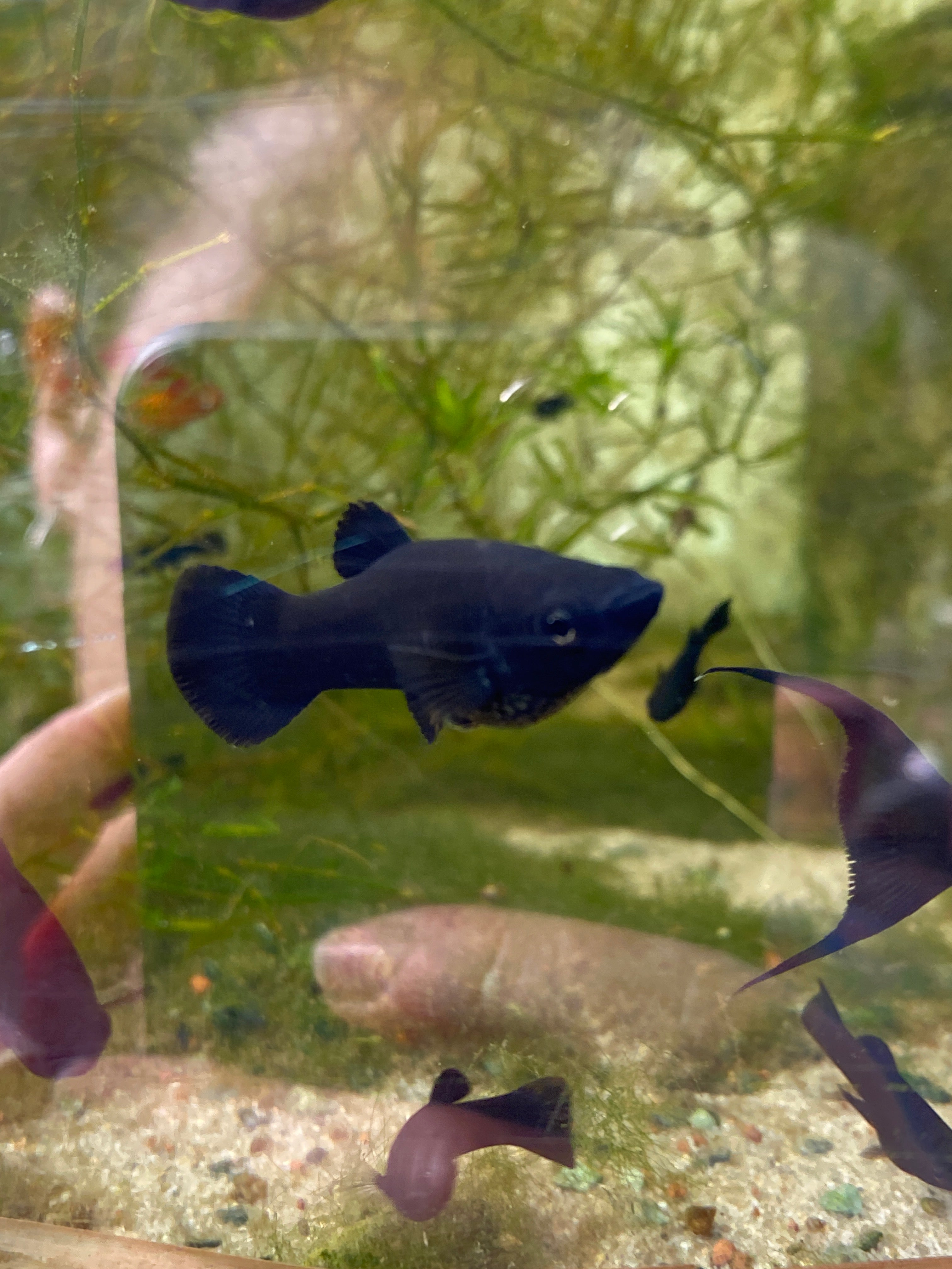 Poecilia sphenops "black molly"