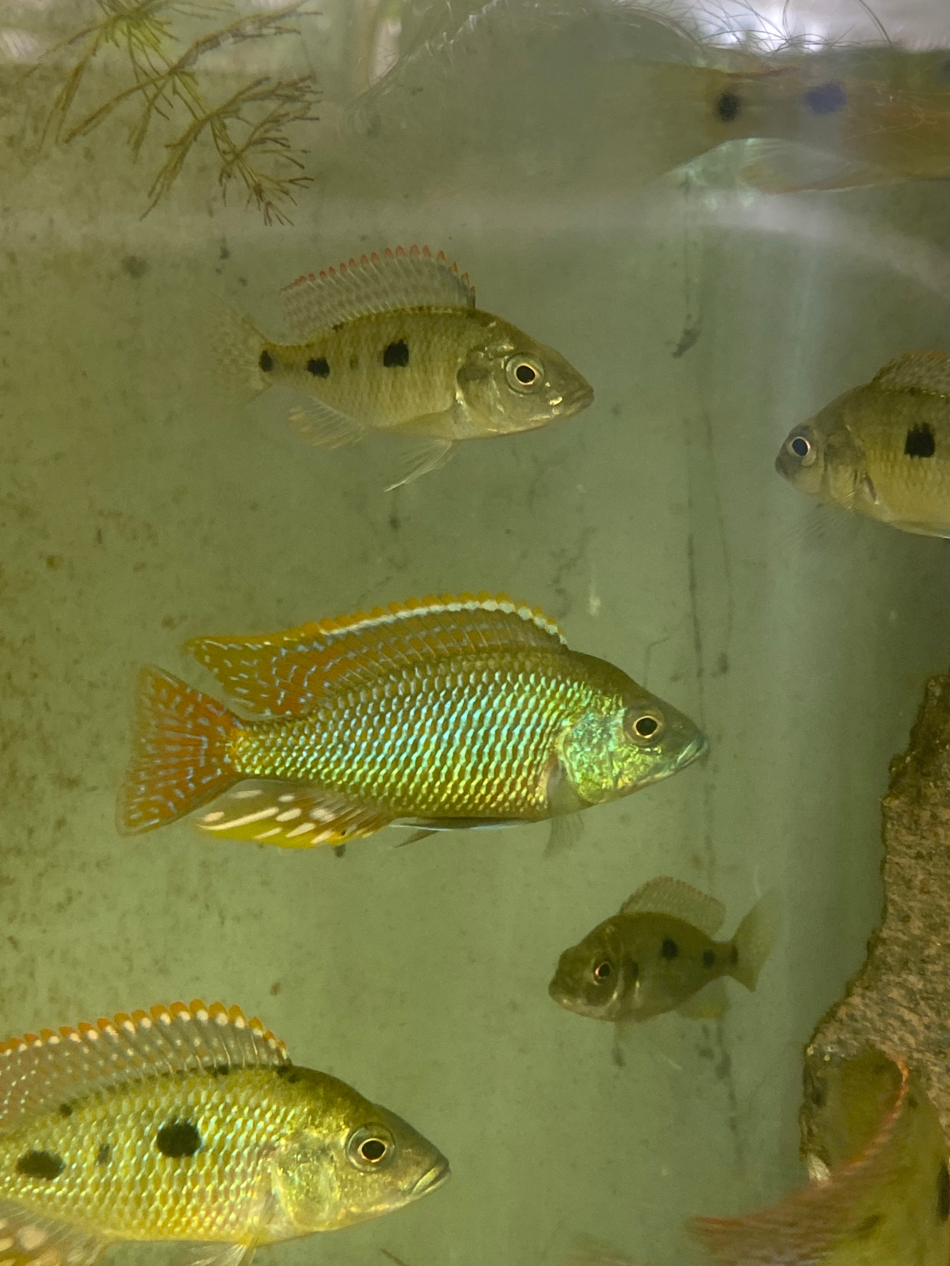 Otopharynx tetrastigma Kanchedza Island