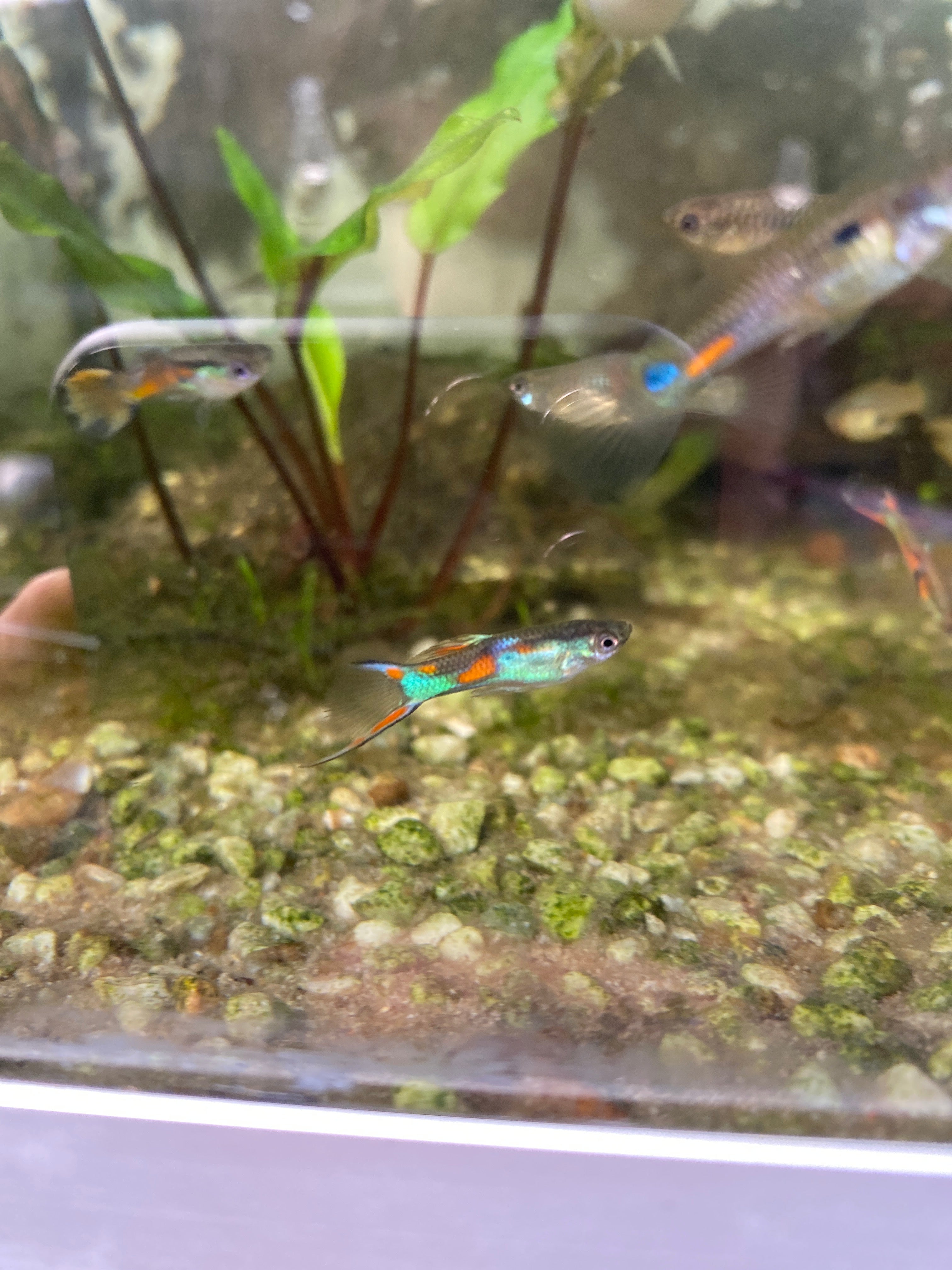 Poecilia reticulata "guppy" pondraised