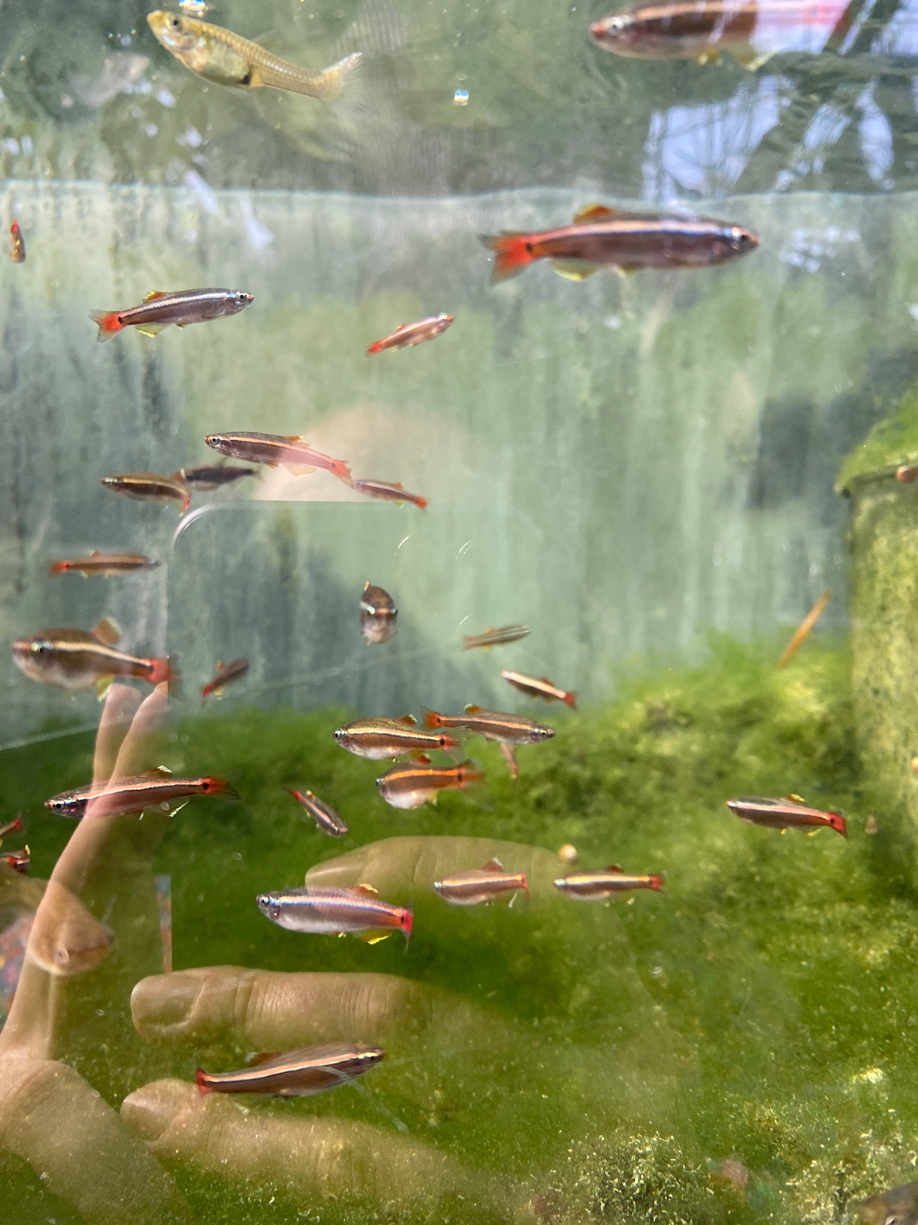 Tanichthys albonubes