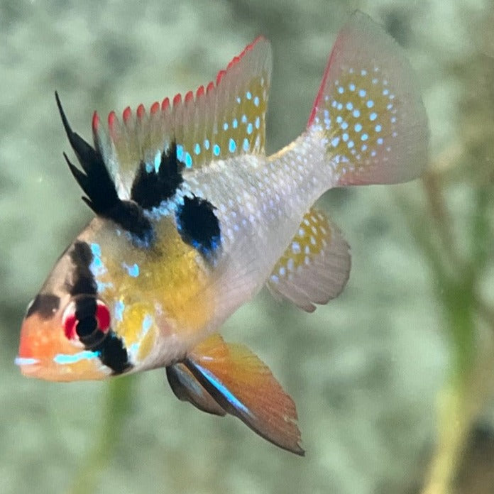Mikrogeophagus ramirezi Orinoco