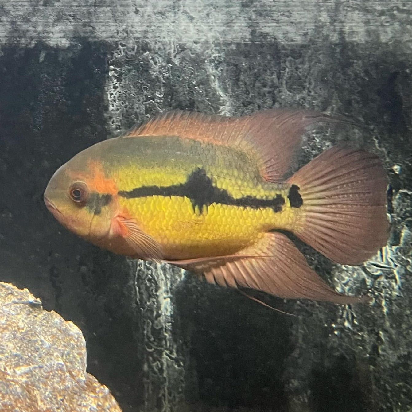 Hypselecara temporalis Oyapock