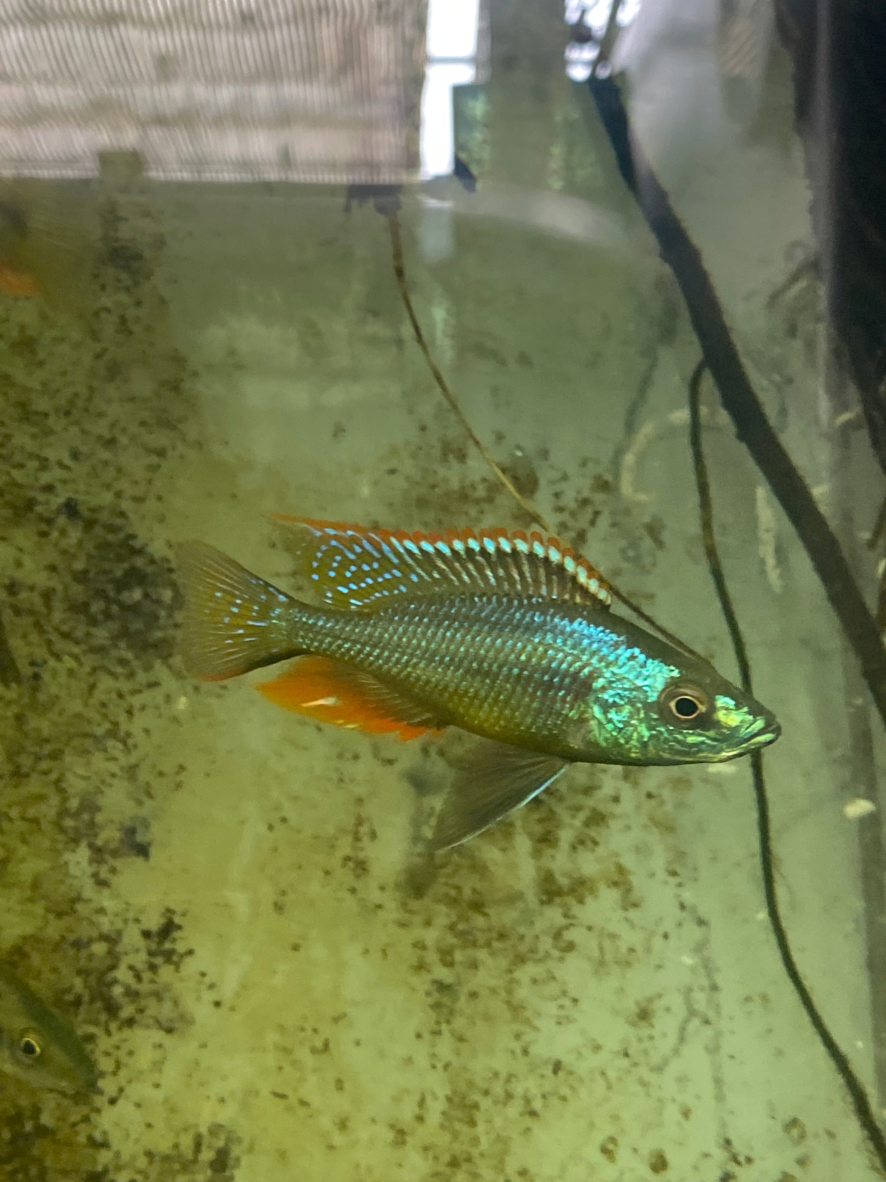 Dimidiochromis strigatus