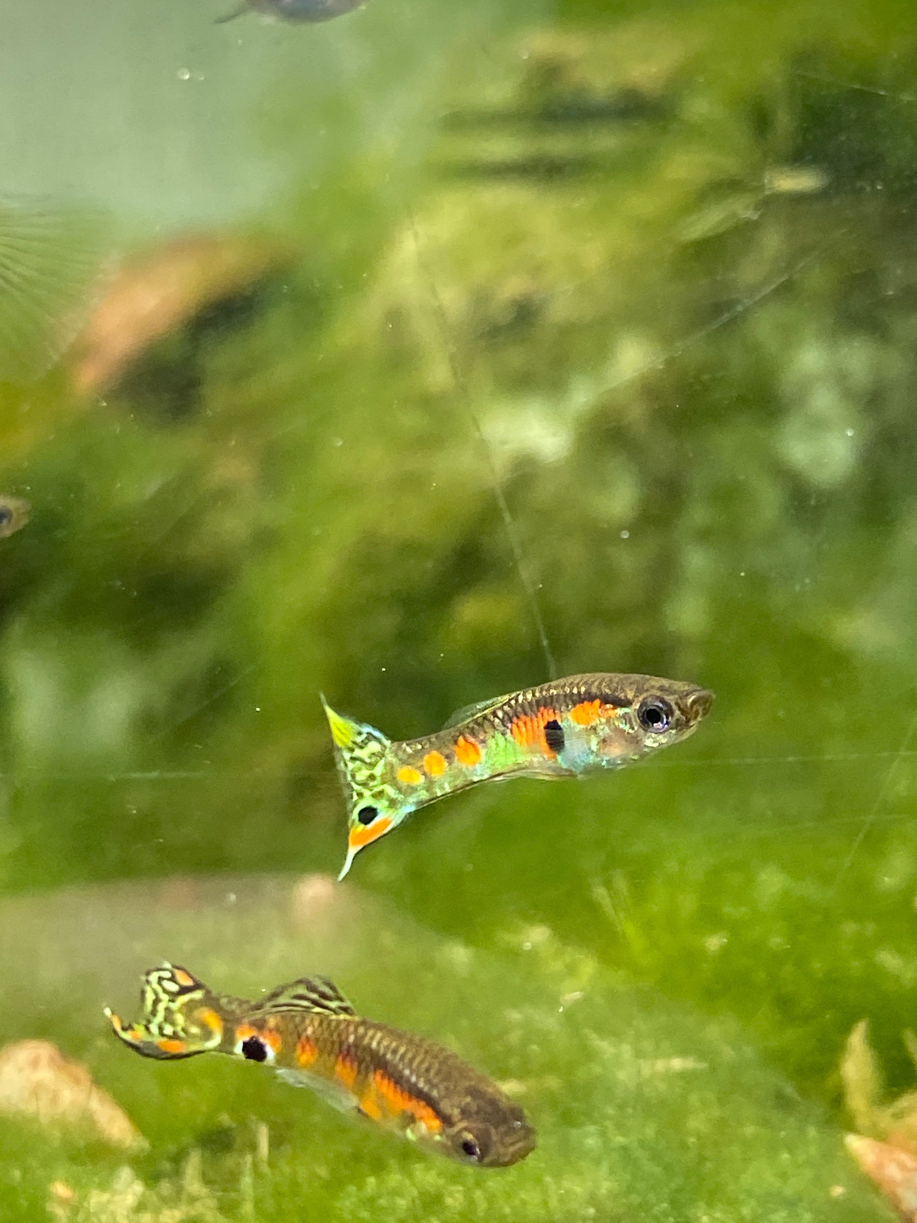 Poecilia wingei "endler" Ginga Green