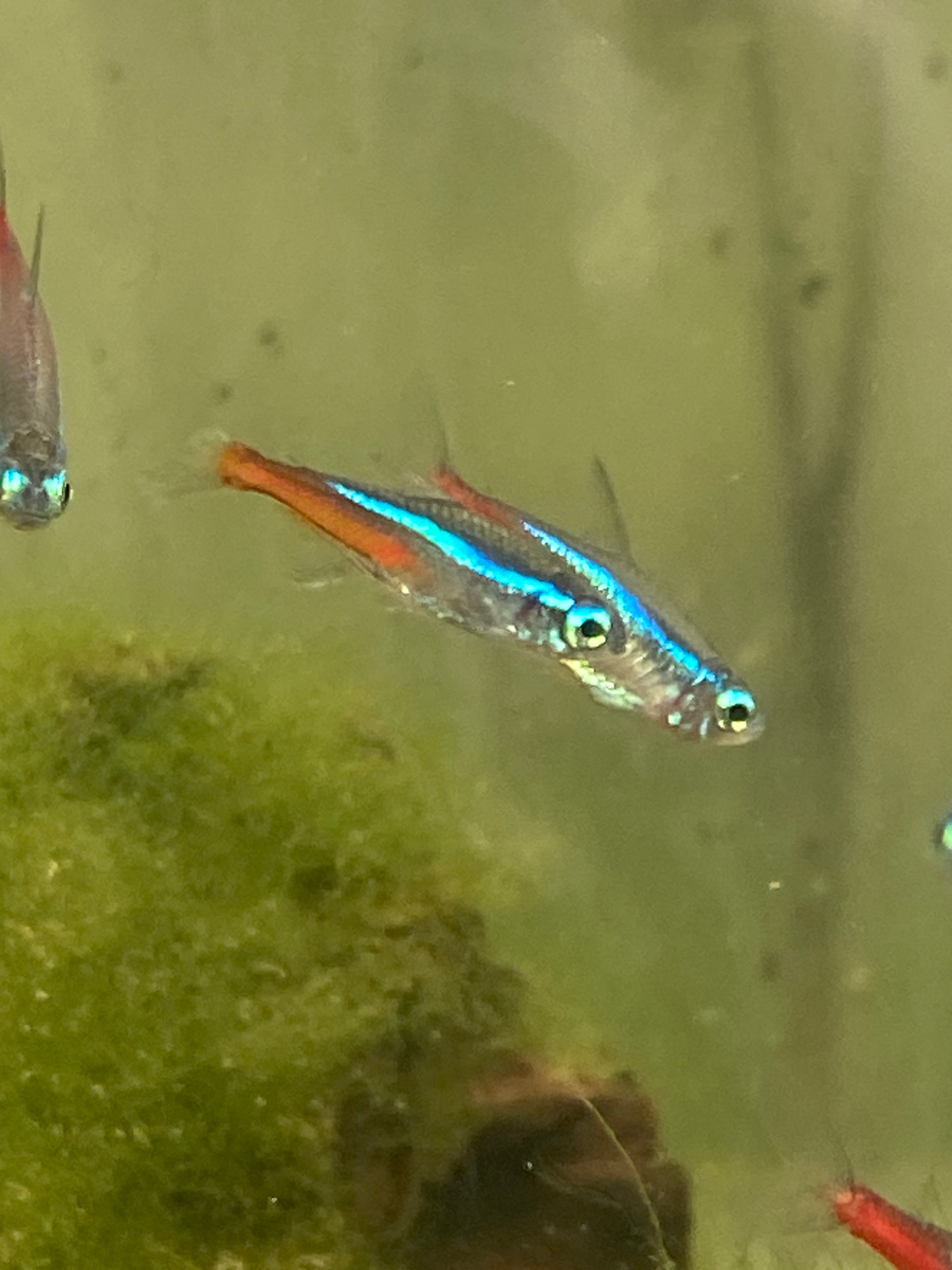 Paracheirodon innesi (neon)