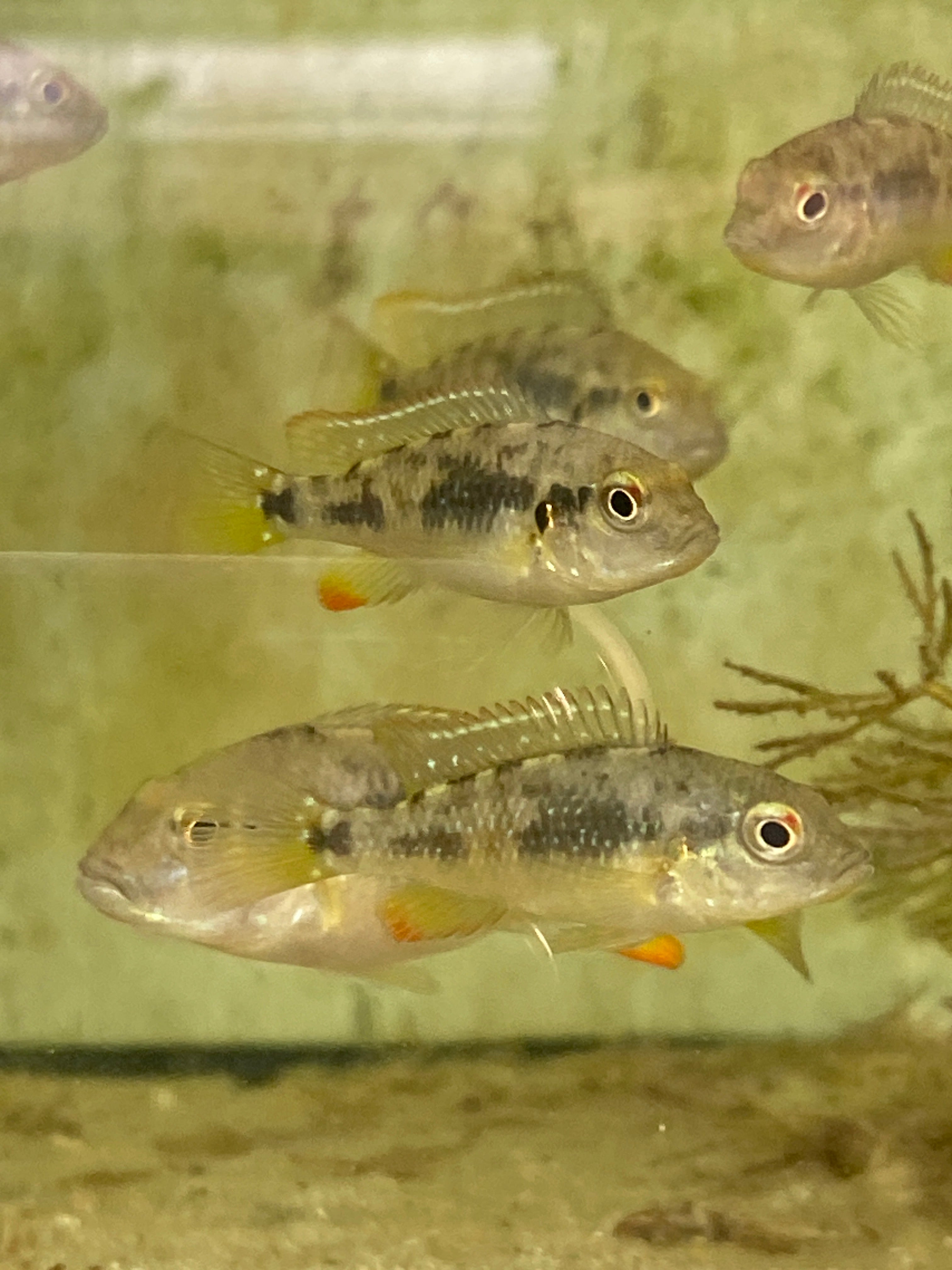 Lufubuchromis relictus