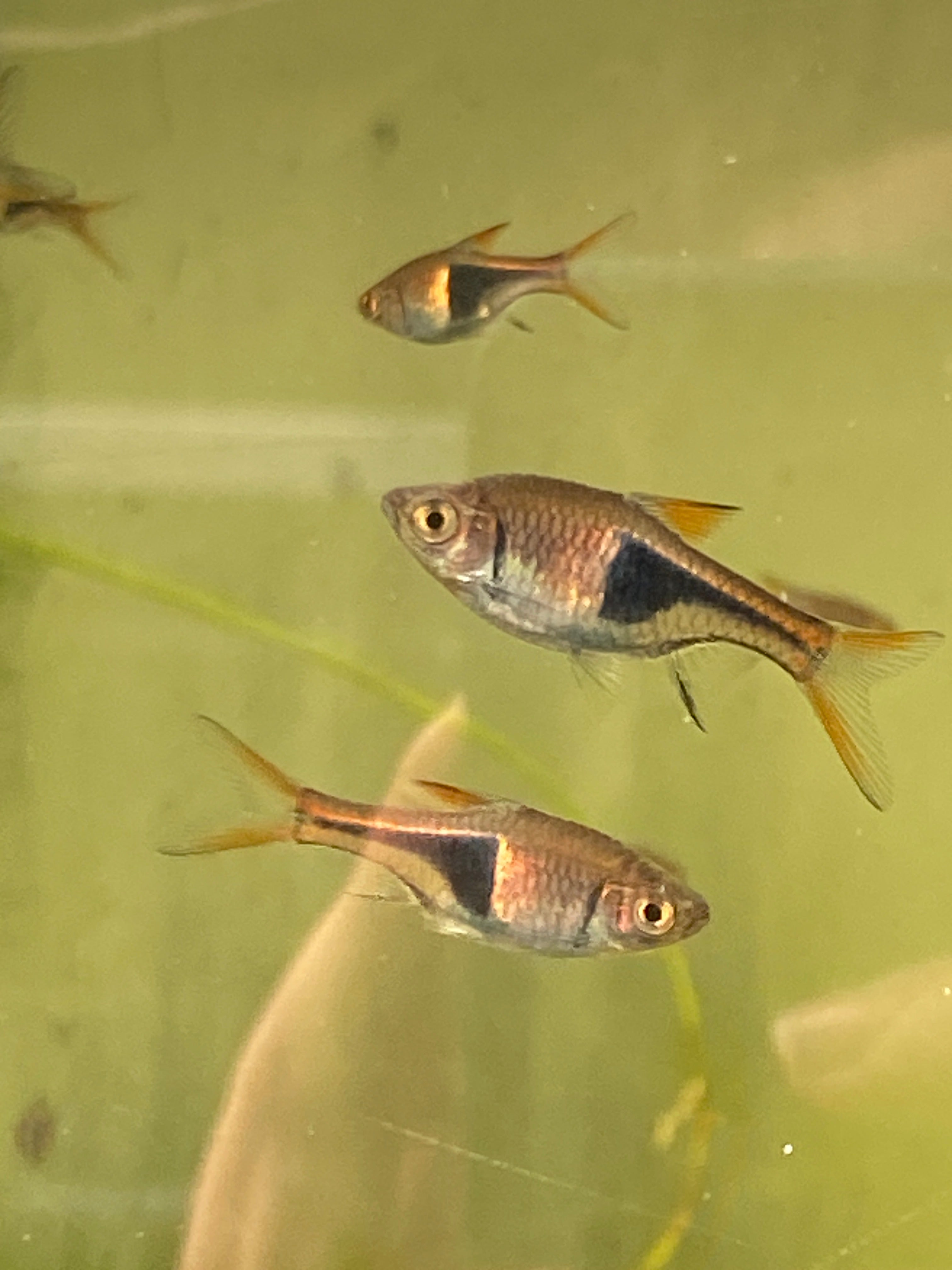 Trigonostigma (Rasbora) heteromorpha