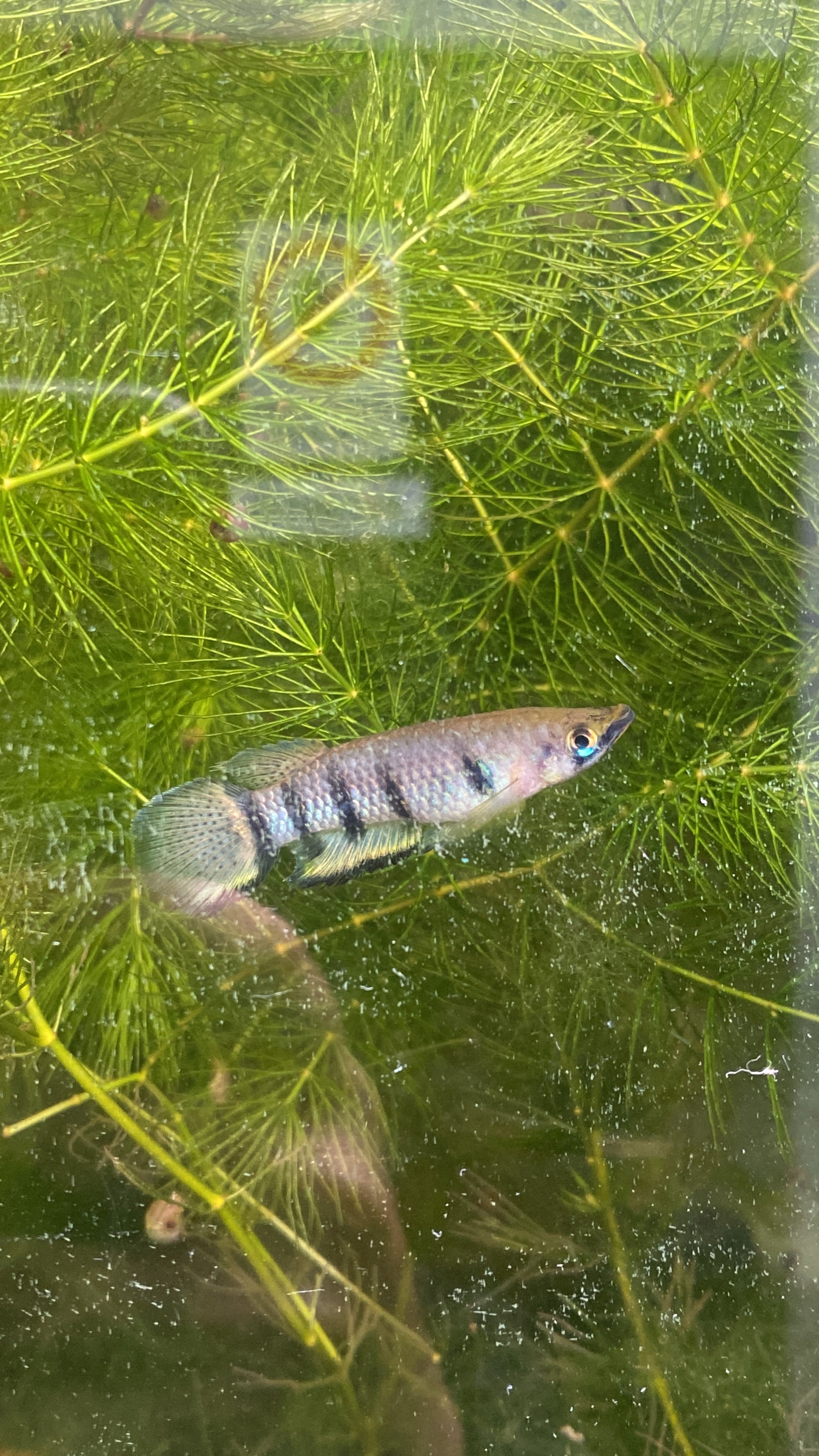 Epiplatys dageti Monroviae Liberia