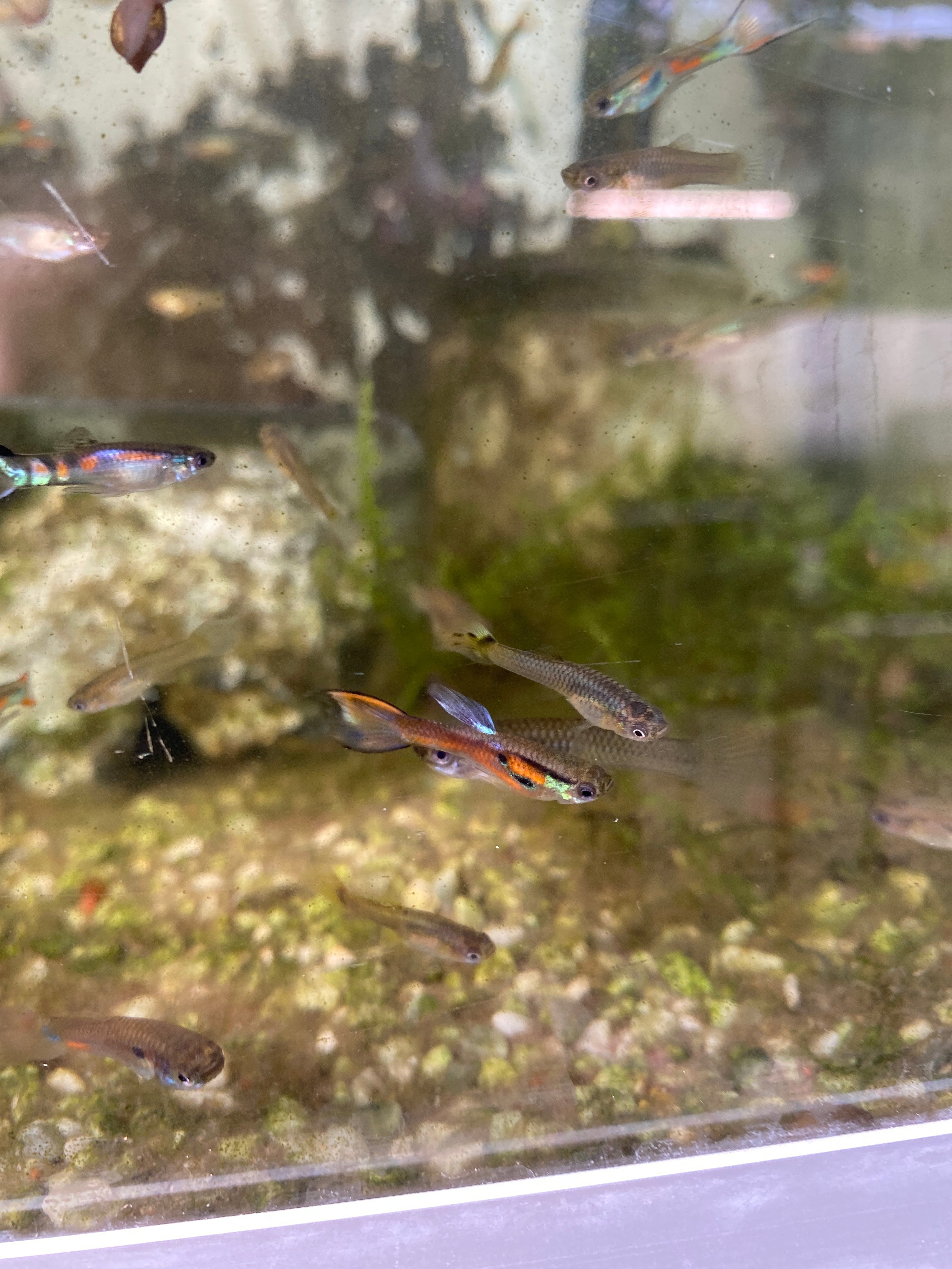 Poecilia reticulata "guppy" pondraised