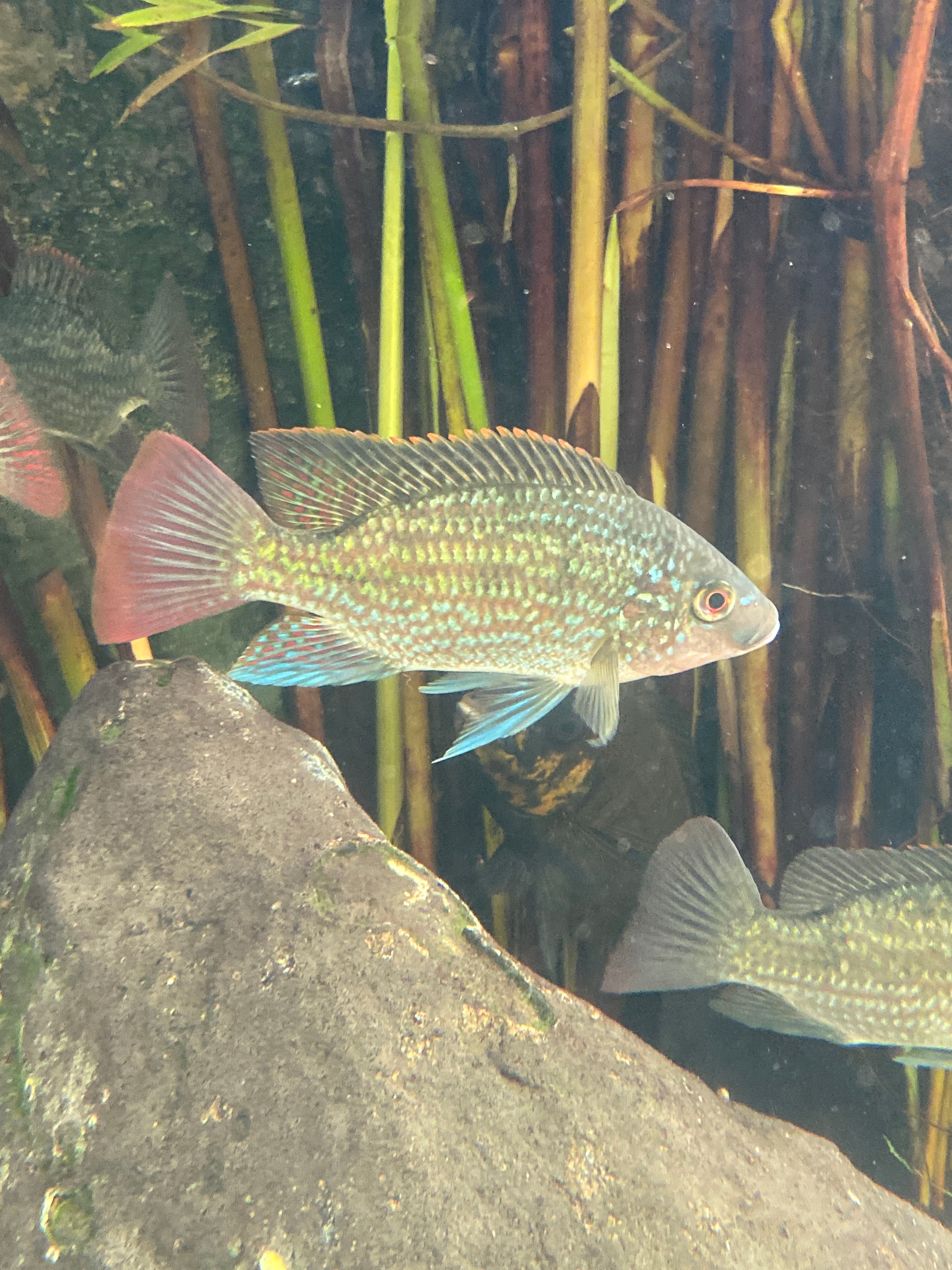 Oreochromis tanganicae