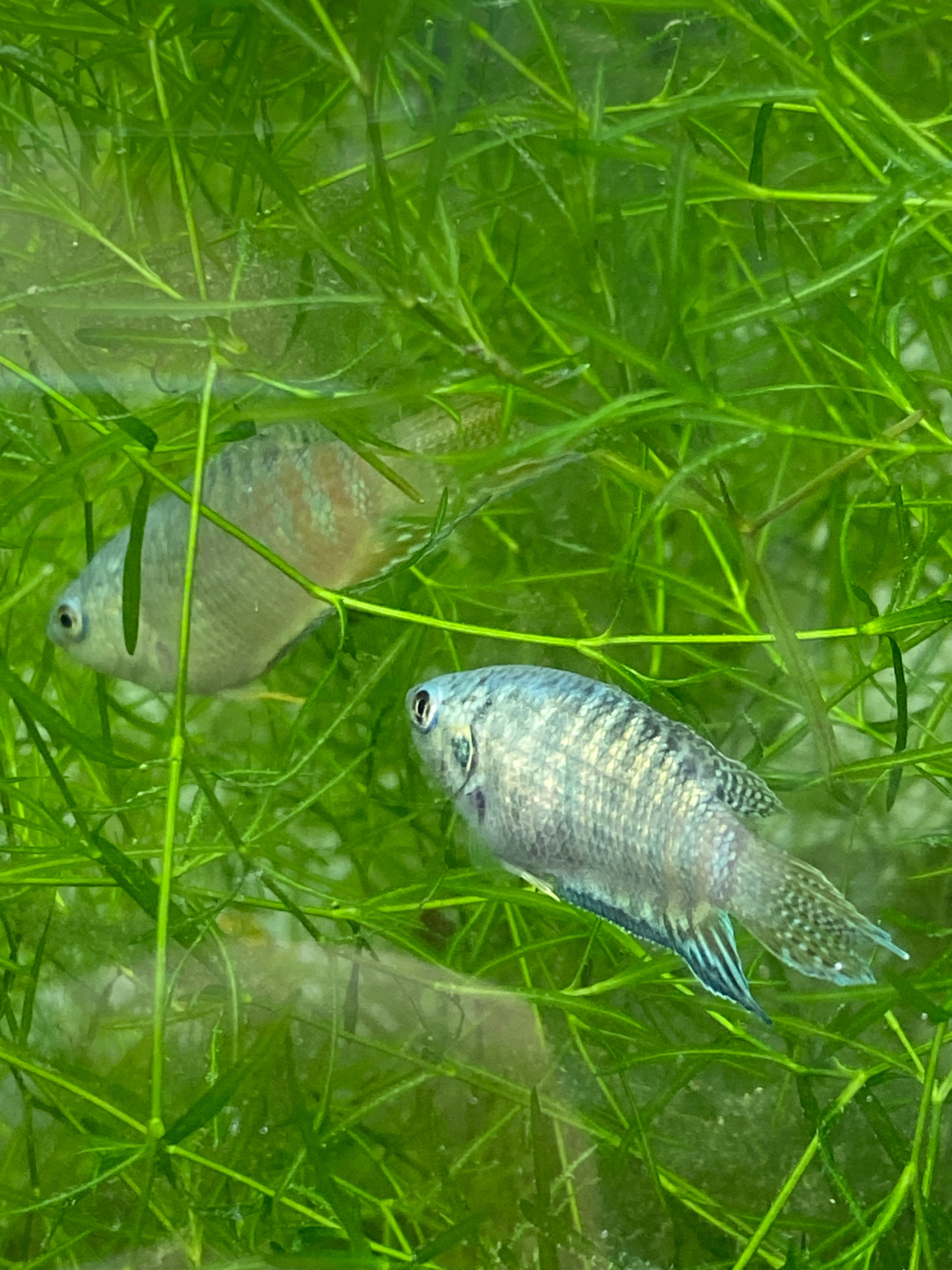 Macropodus opercularis "blue" pondraised