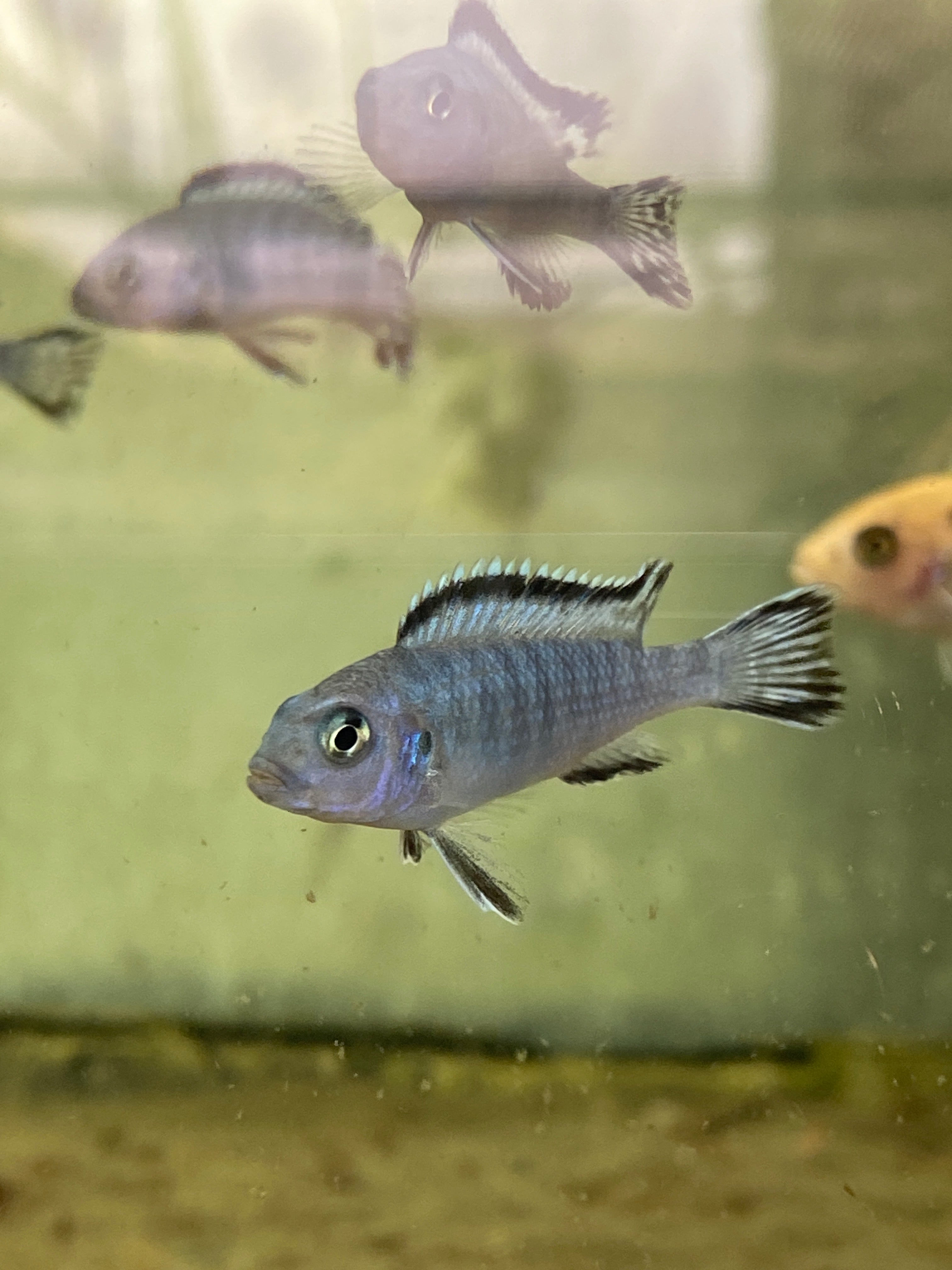 Chindongo (ex Pseudotropheus) socolofi Mara Point