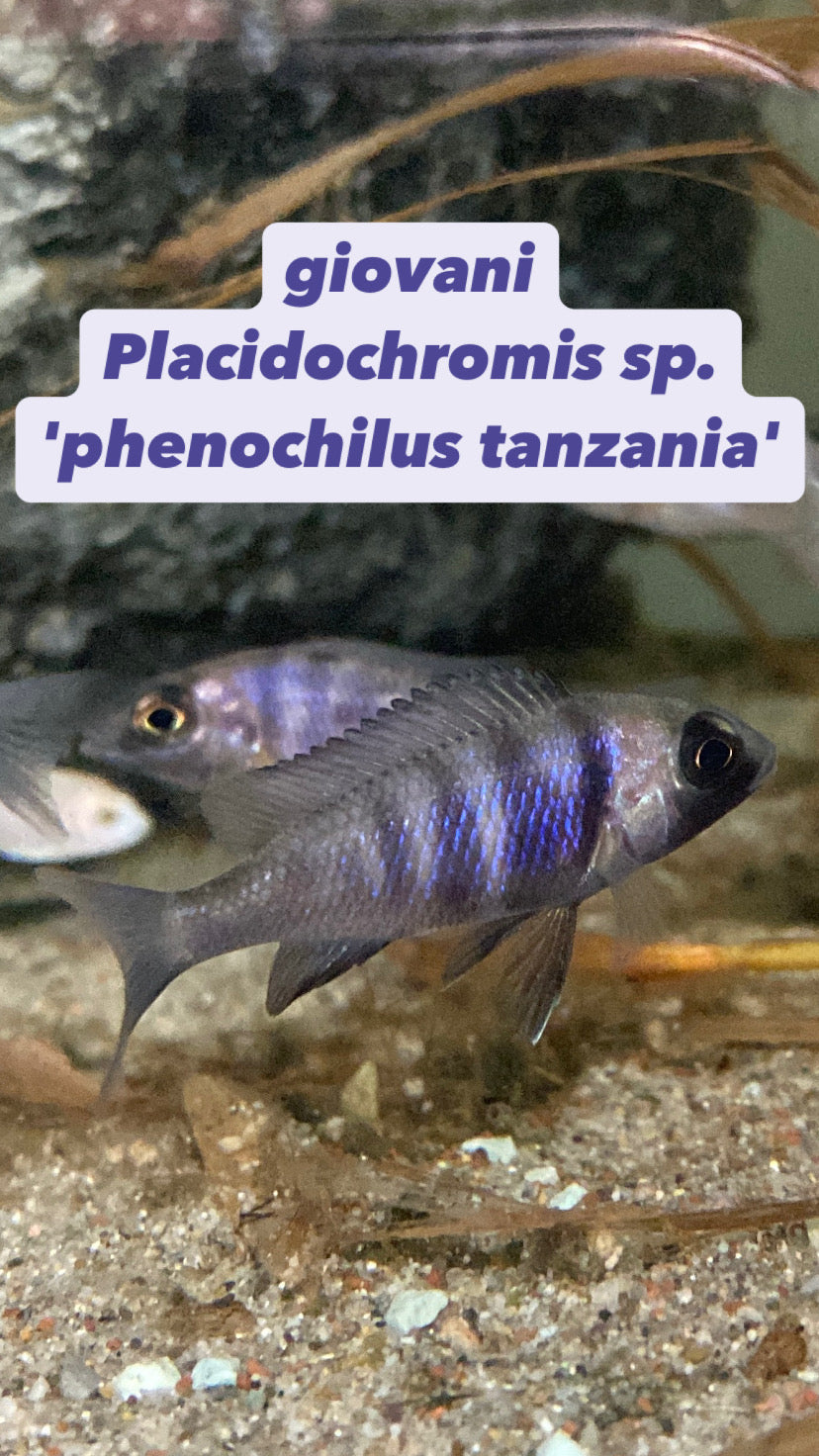Placidochromis sp. phenochilus Tanzania