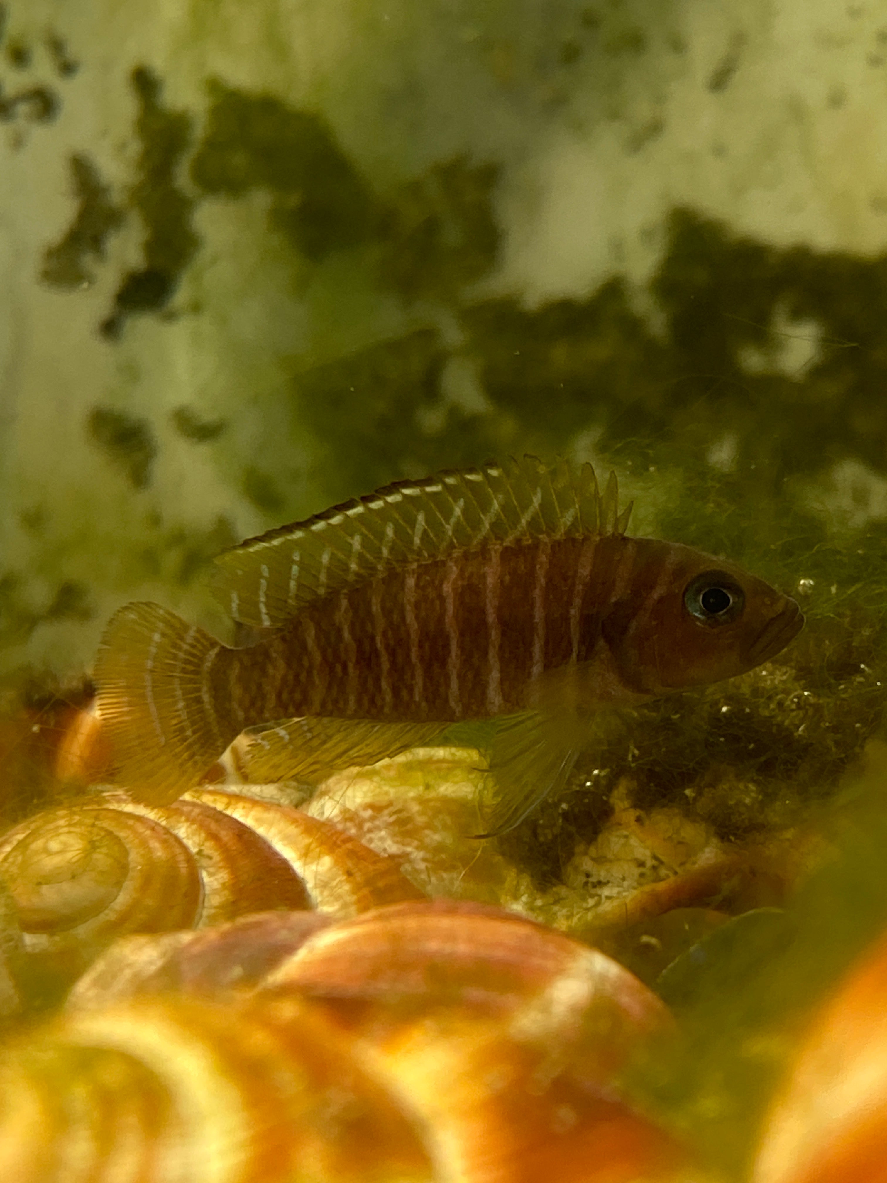 Neolamprologus similis Karilani Island