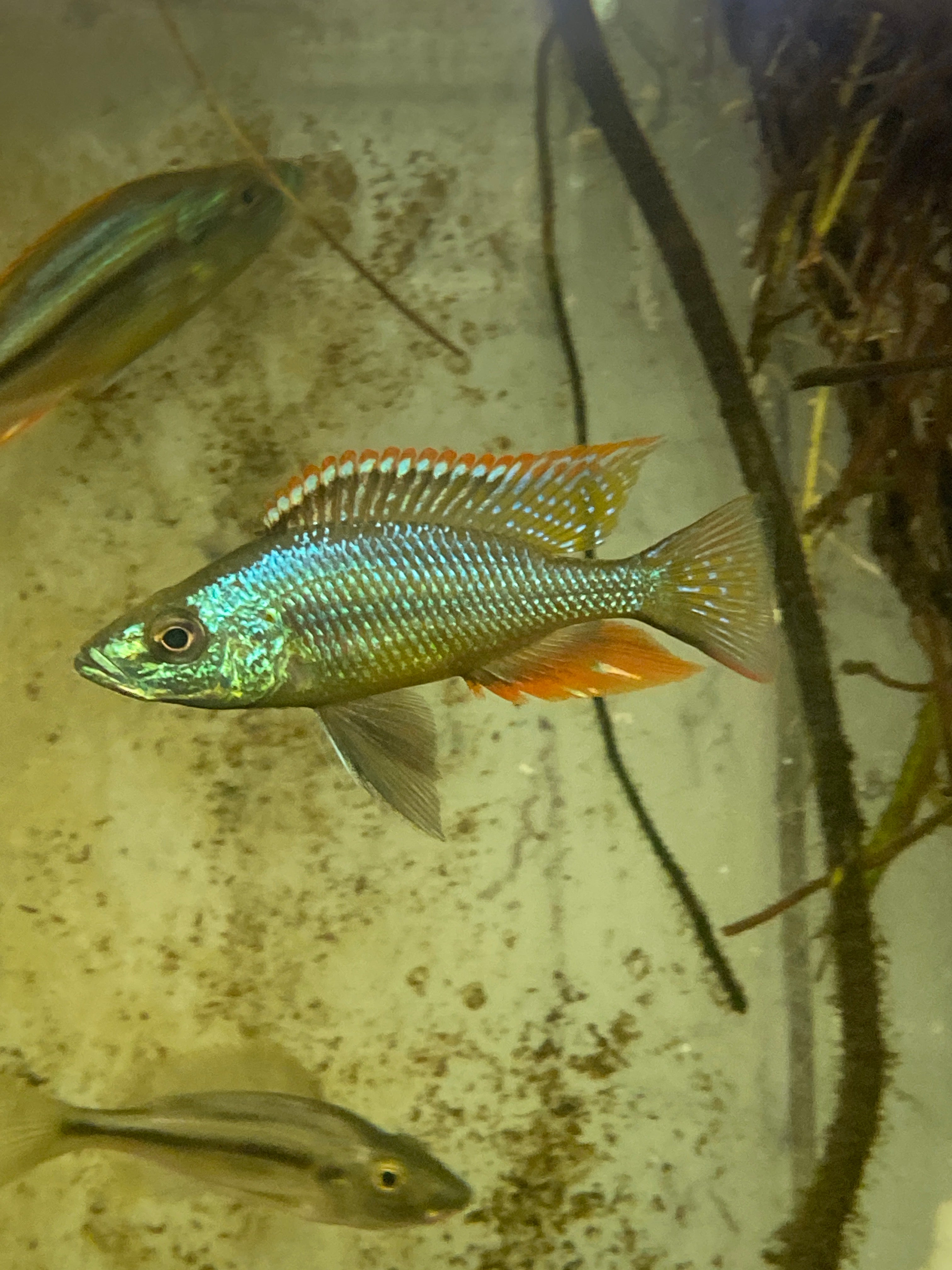 Dimidiochromis strigatus