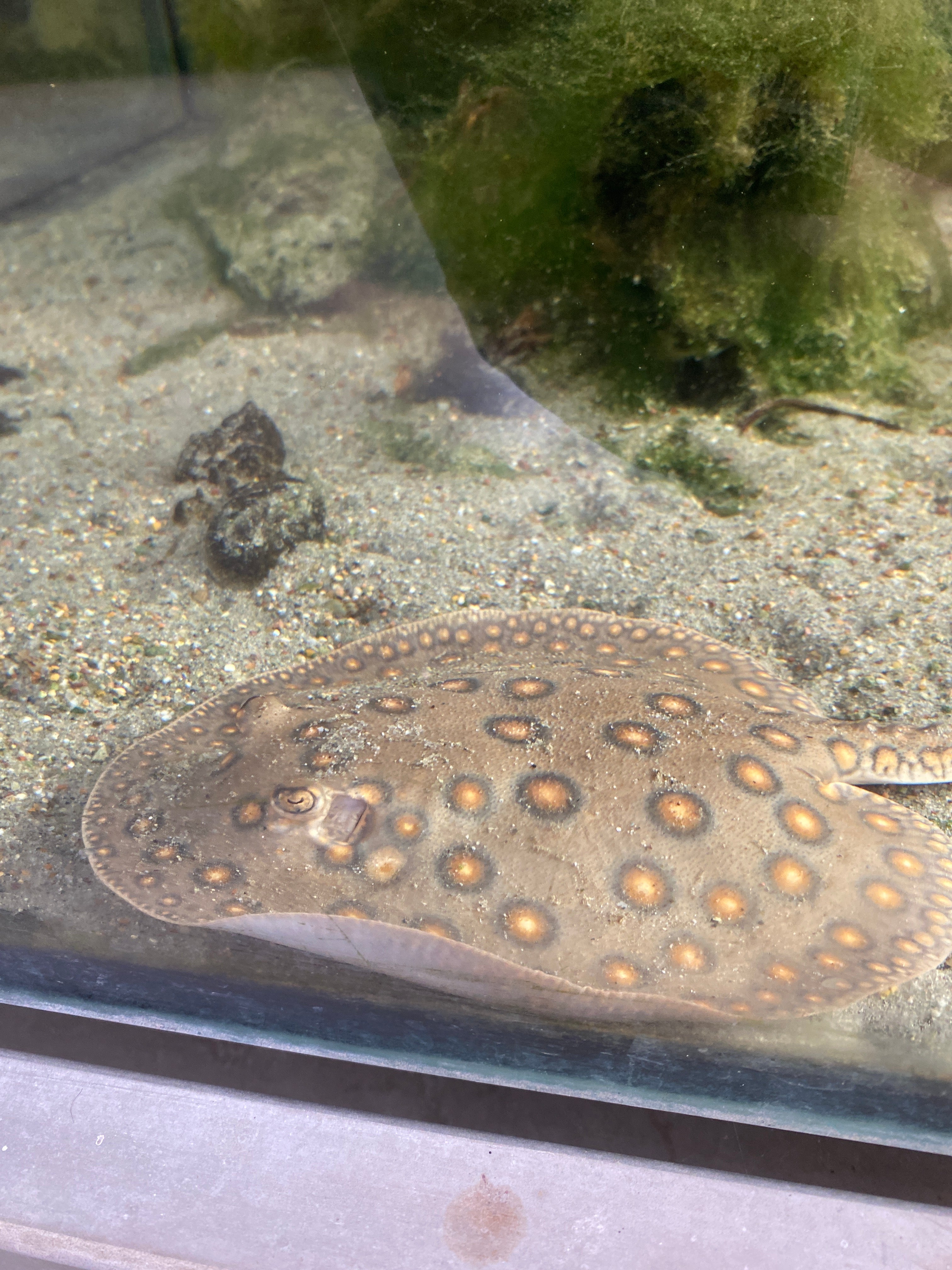 Potamotrygon motoro Brasile