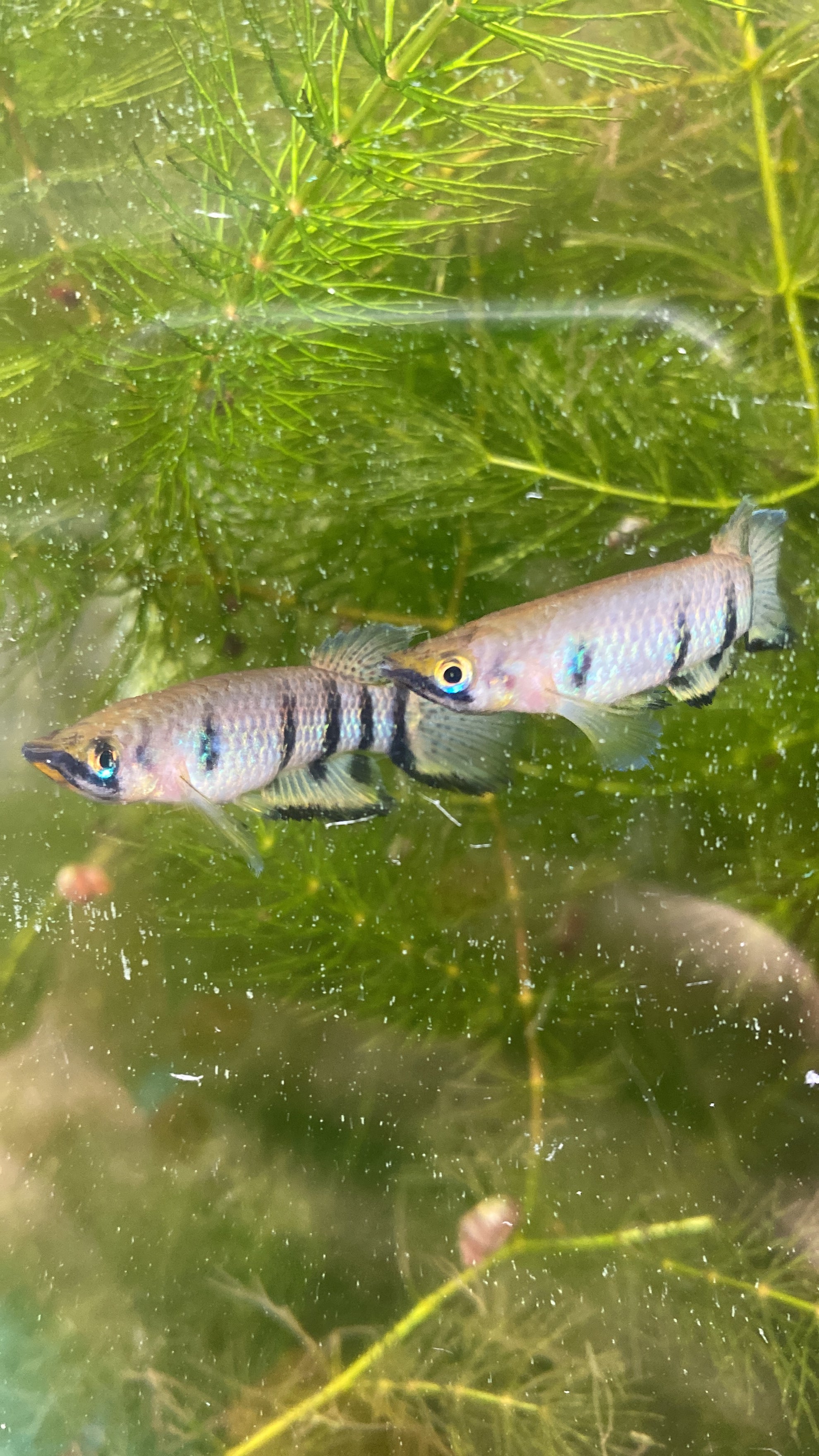 Epiplatys dageti Monroviae Liberia