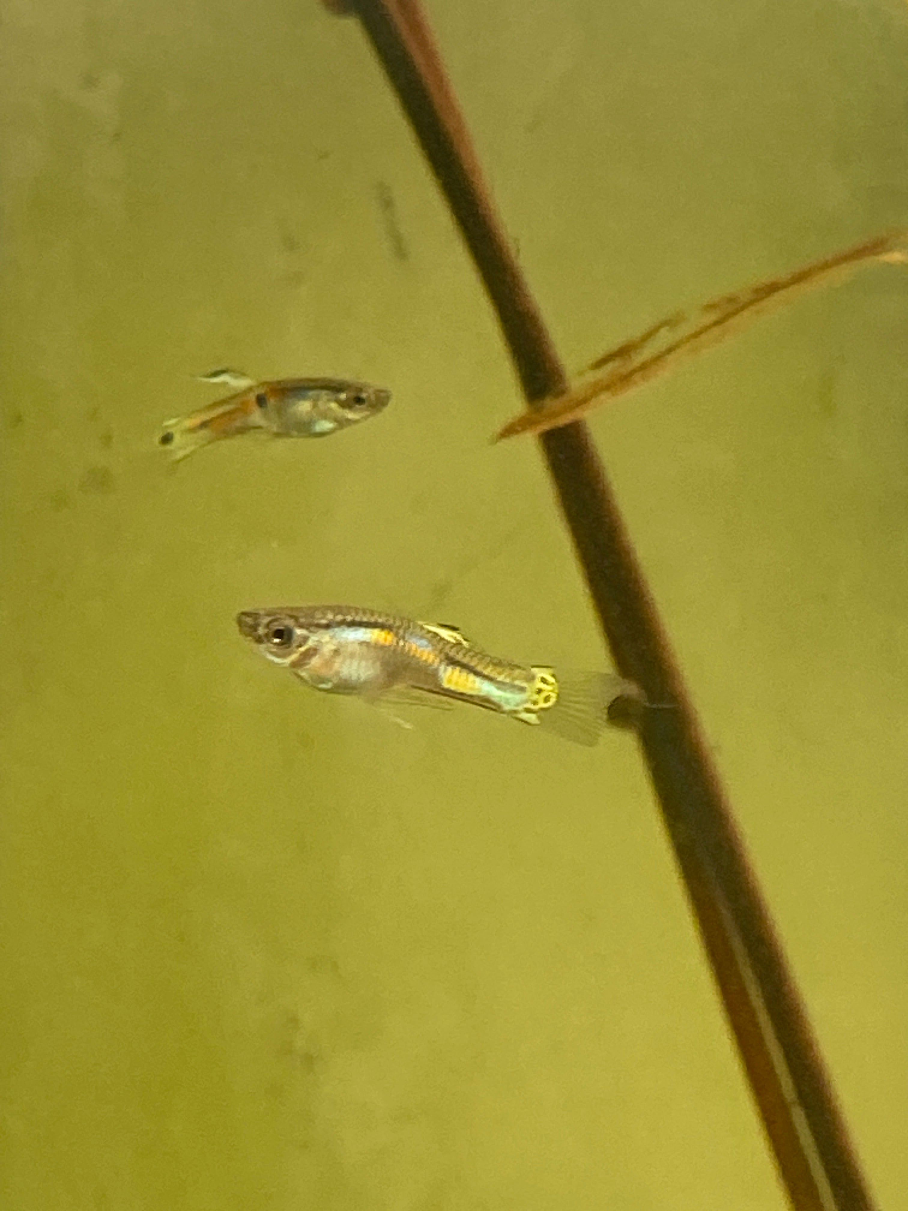 Poecilia sp. Rio Casanay