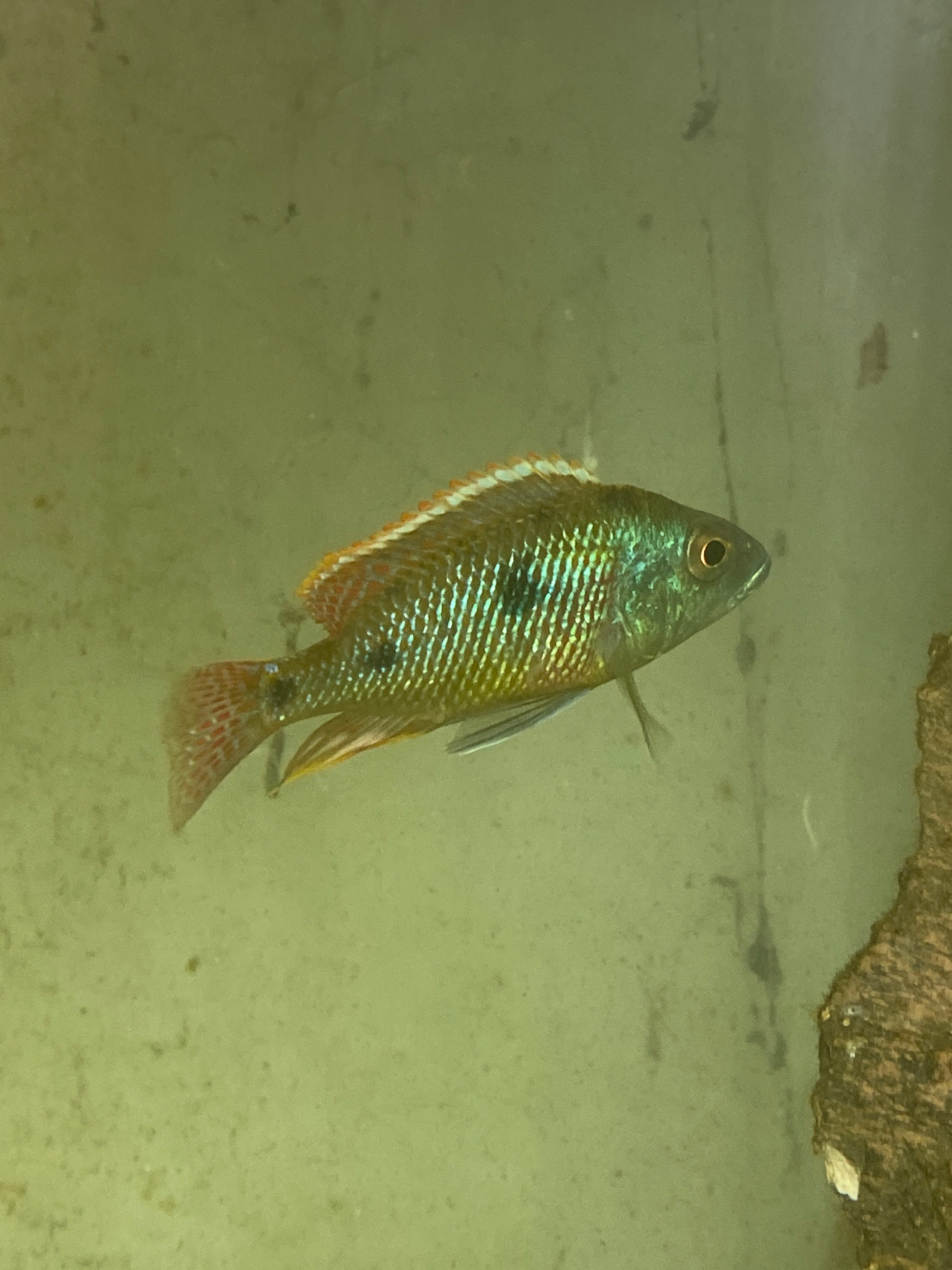 Otopharynx tetrastigma Kanchedza Island