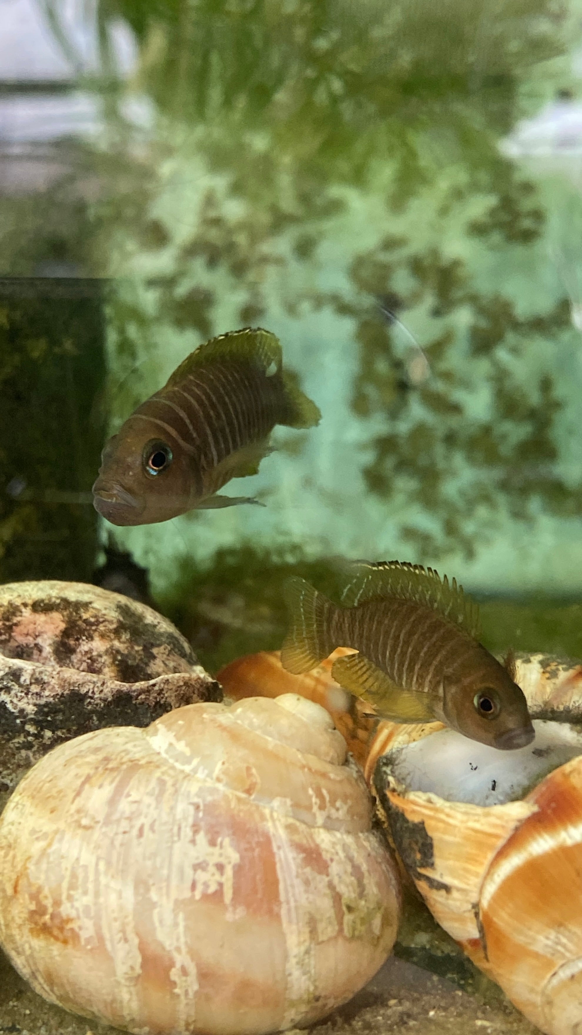 Neolamprologus similis Karilani Island