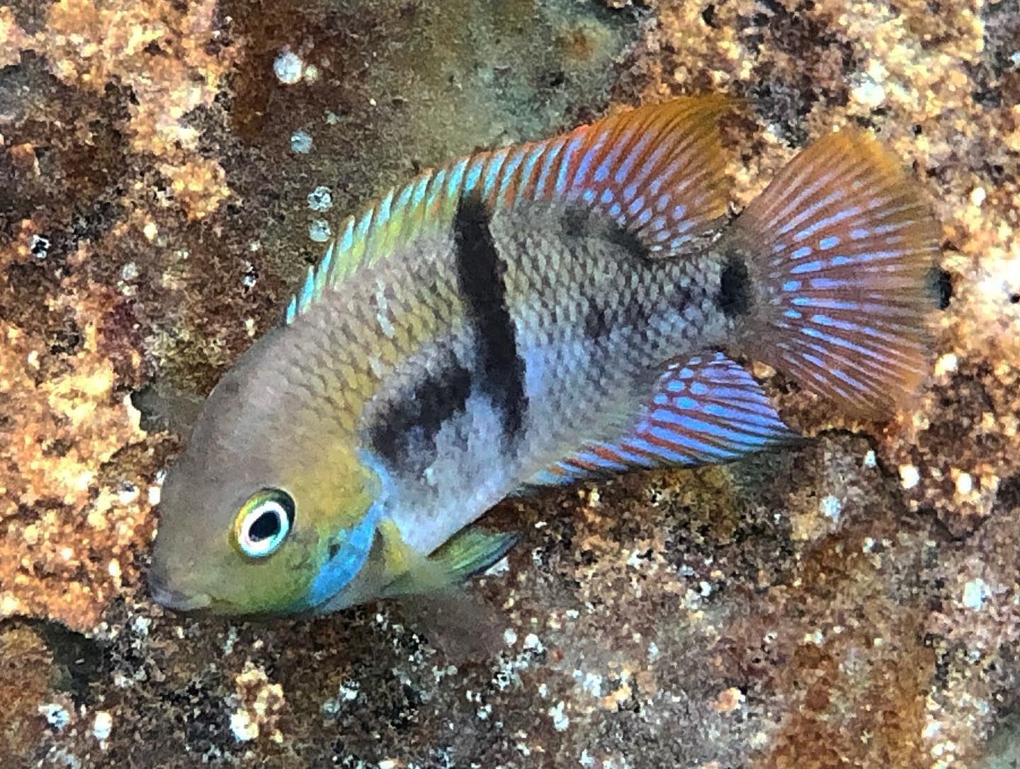 Amatitlania sajica Costa Rica