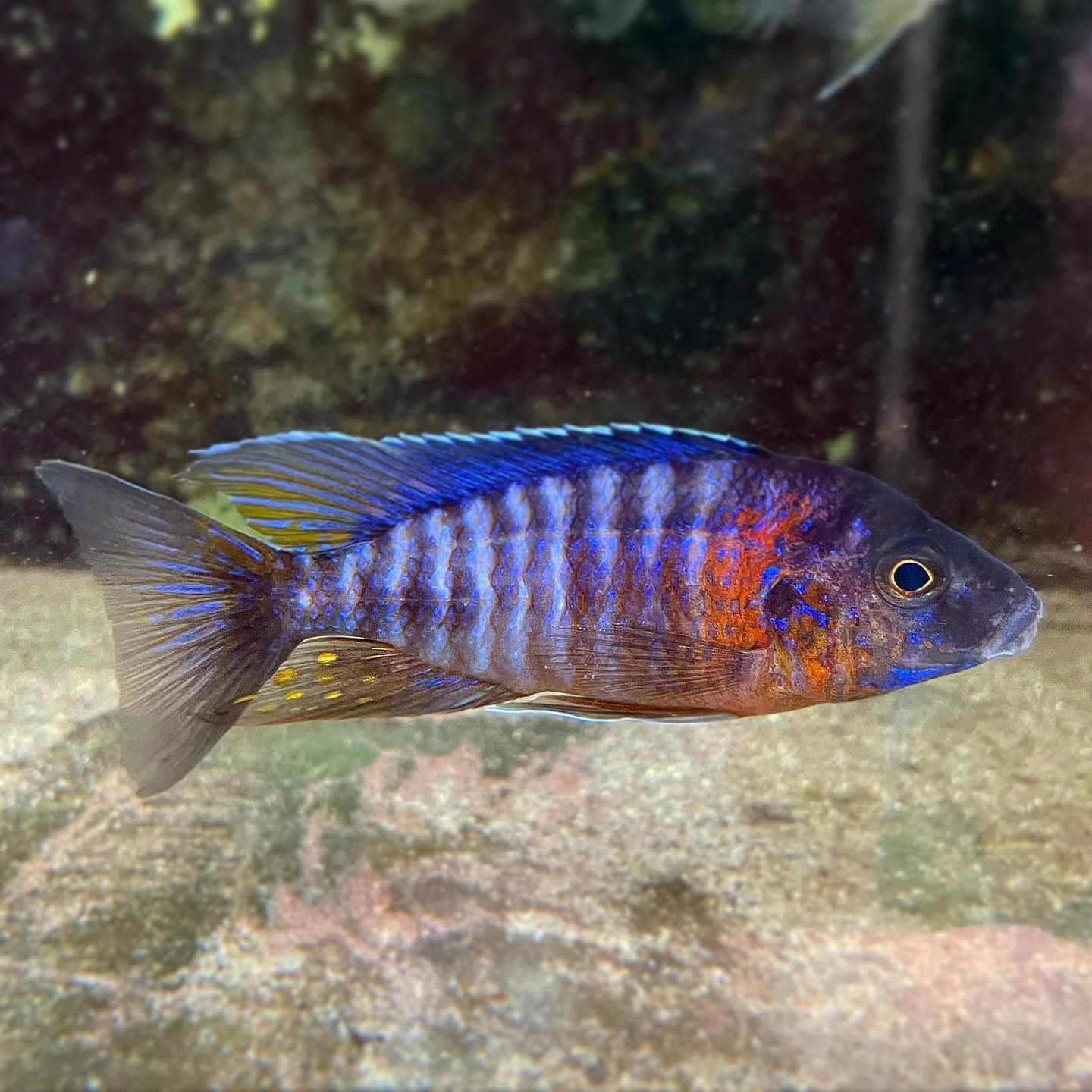 Aulonocara hansbaenschi Chiloelo