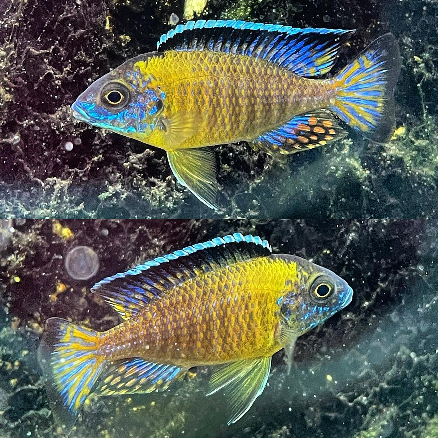 Aulonocara stuartgranti Chiwindi "blue neon"