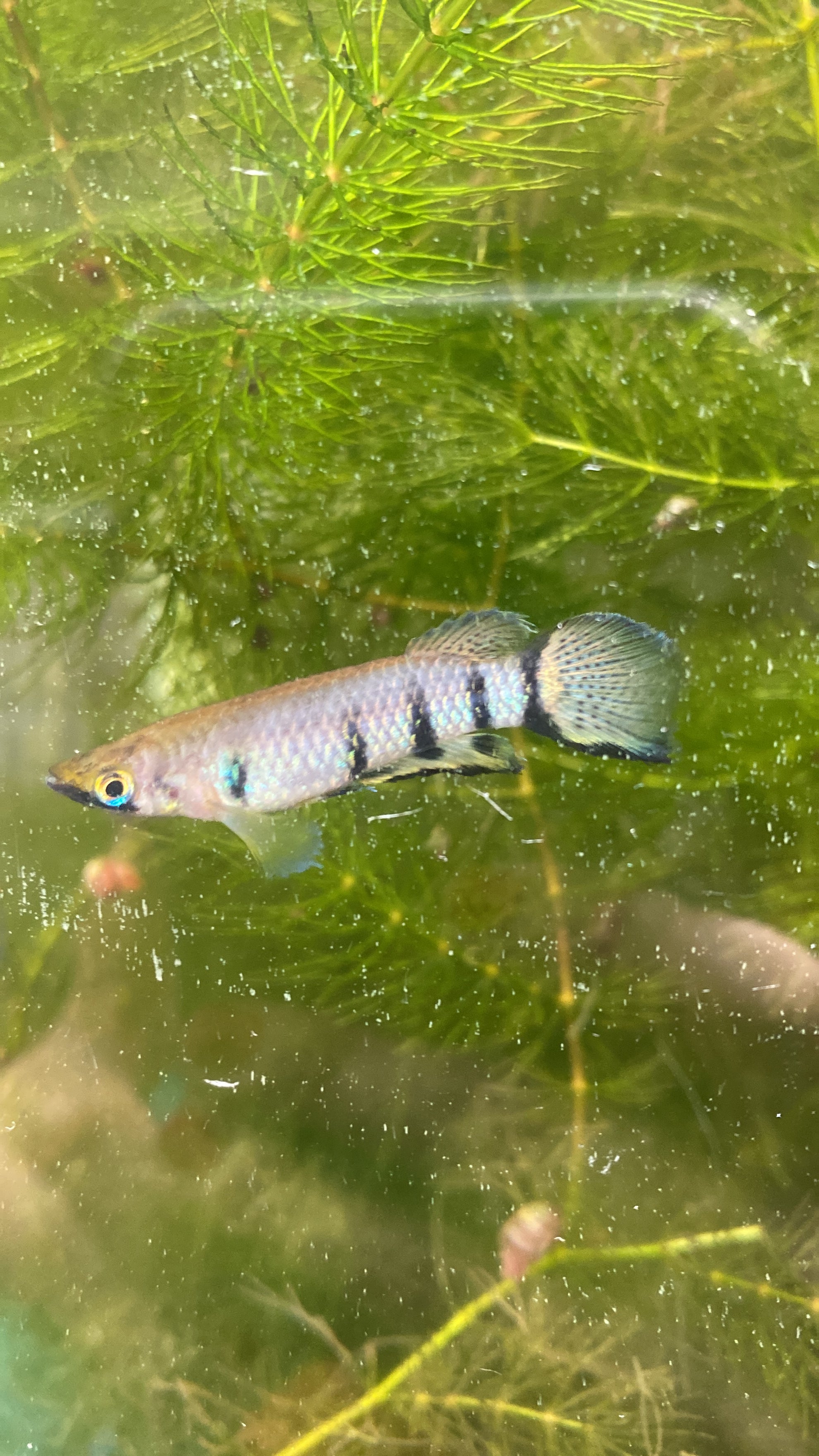 Epiplatys dageti Monroviae Liberia