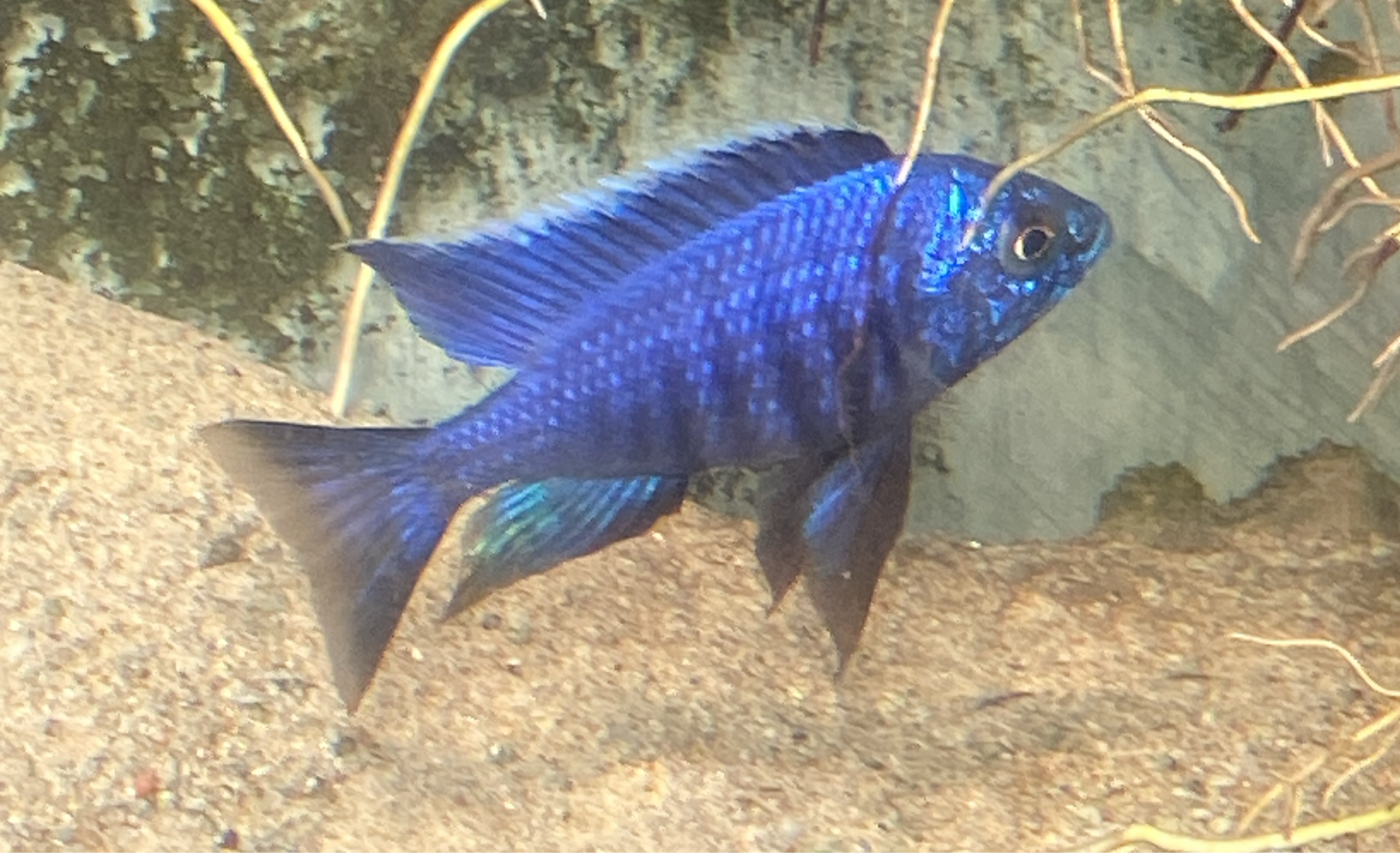 Copadichromis azureus Mbenji Island
