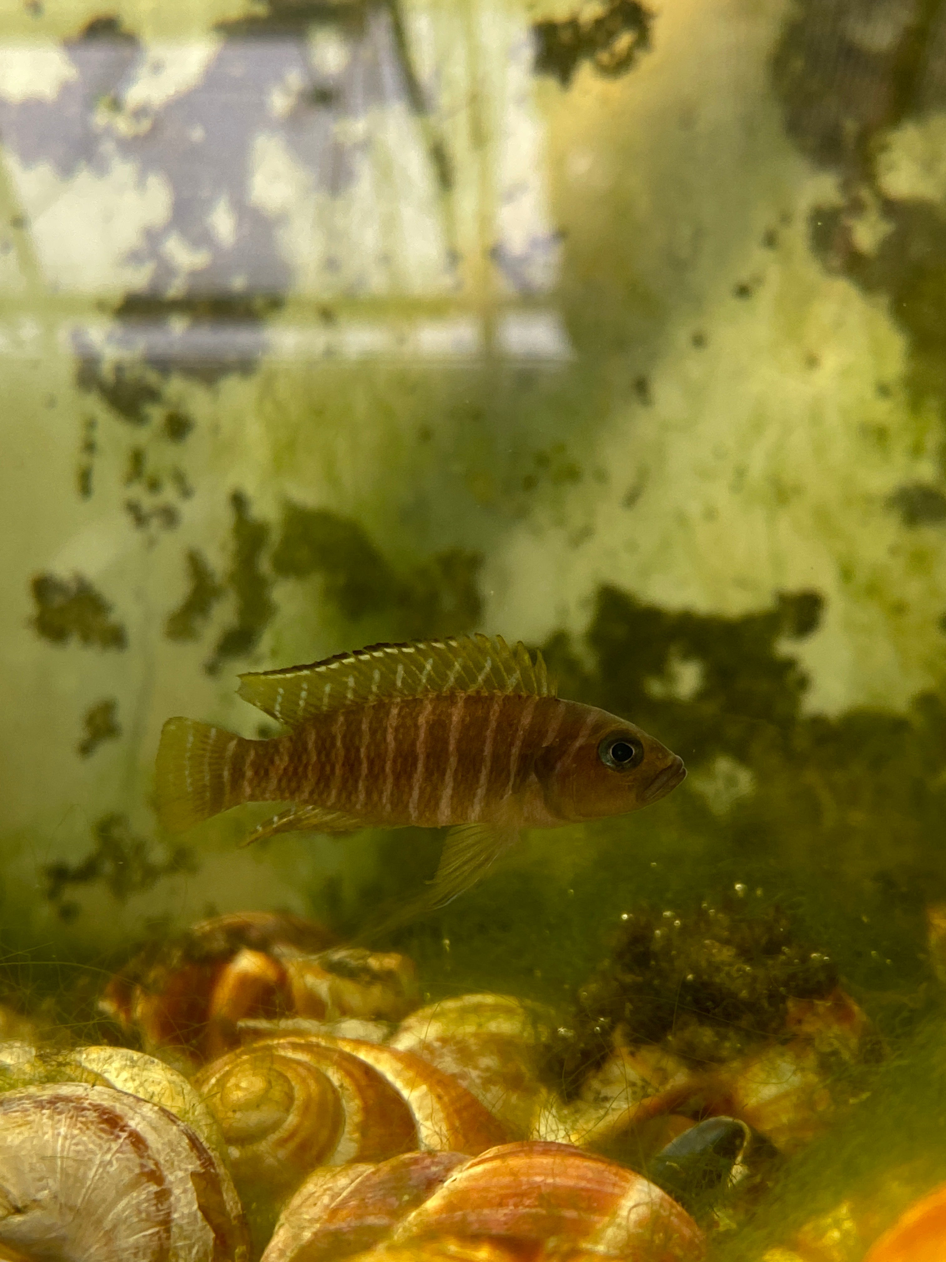 Neolamprologus similis Karilani Island