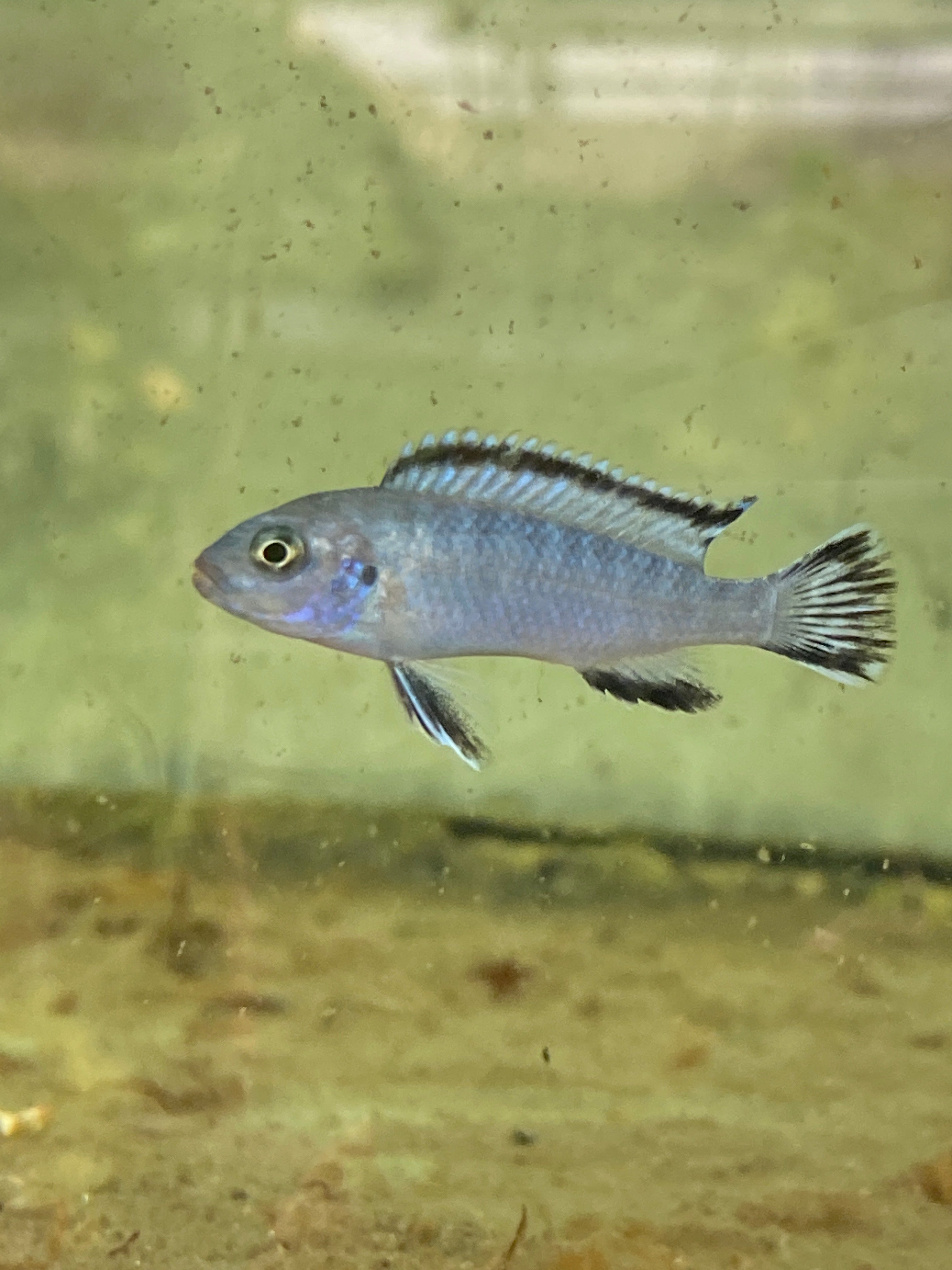 Chindongo (ex Pseudotropheus) socolofi Mara Point