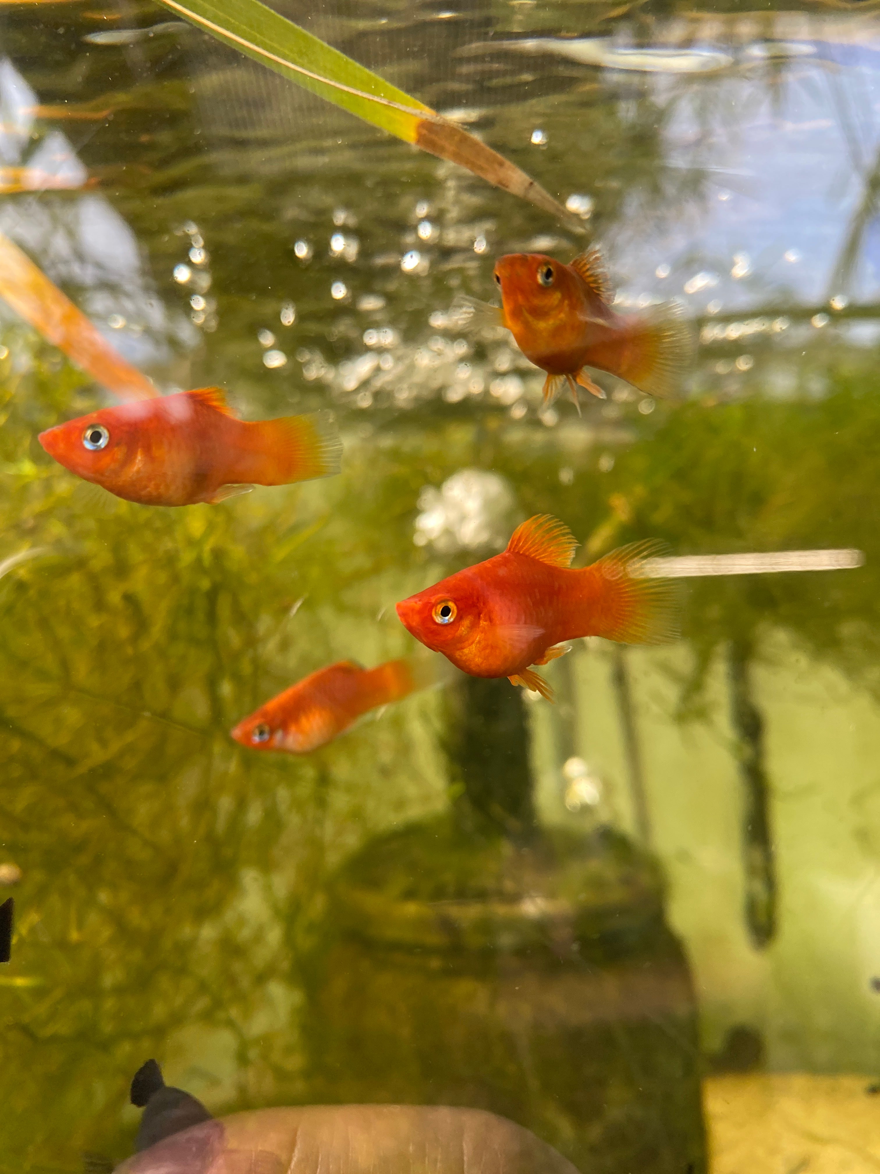 Xiphophorus maculatus "platy coral"