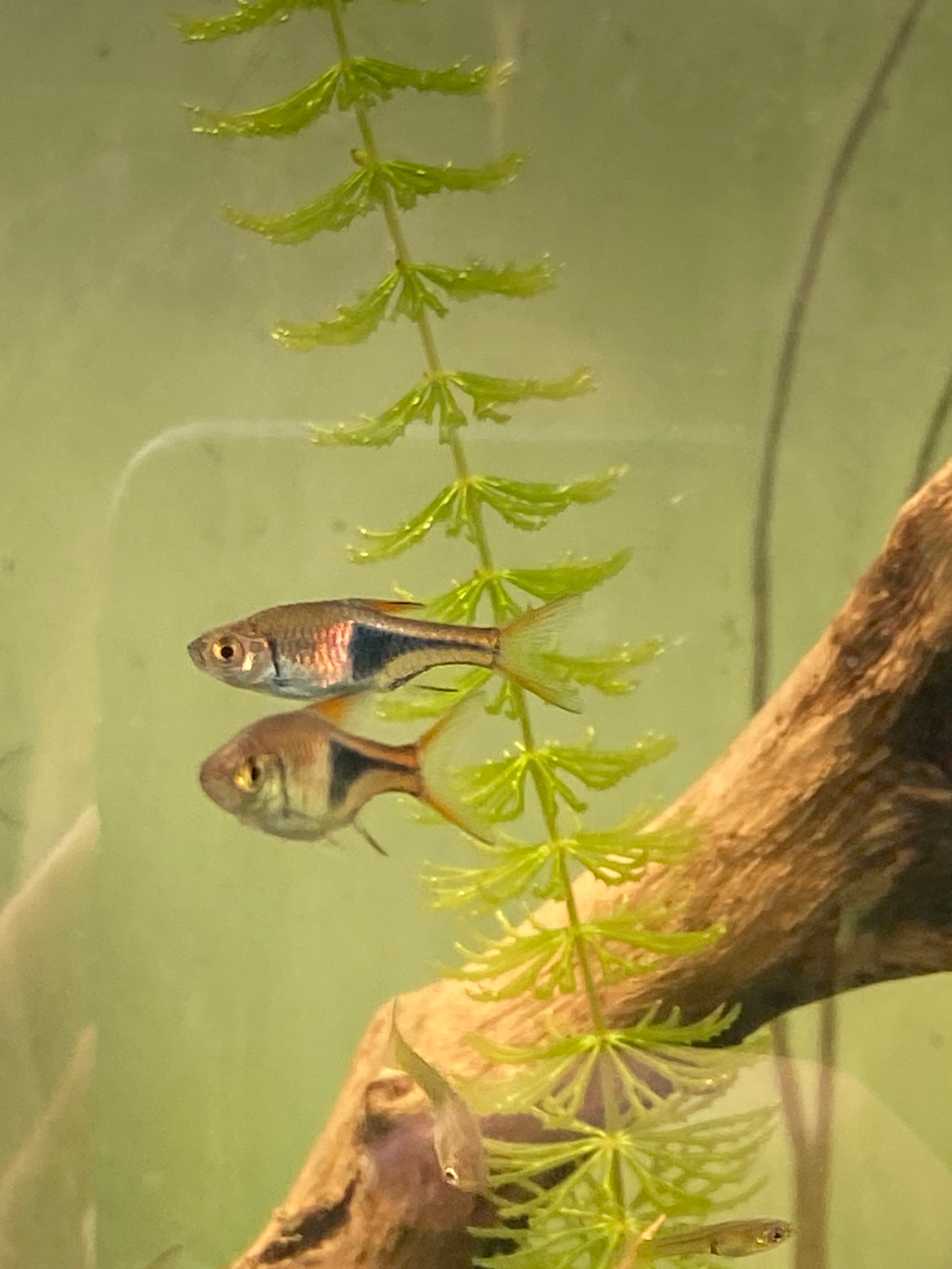 Trigonostigma (Rasbora) heteromorpha