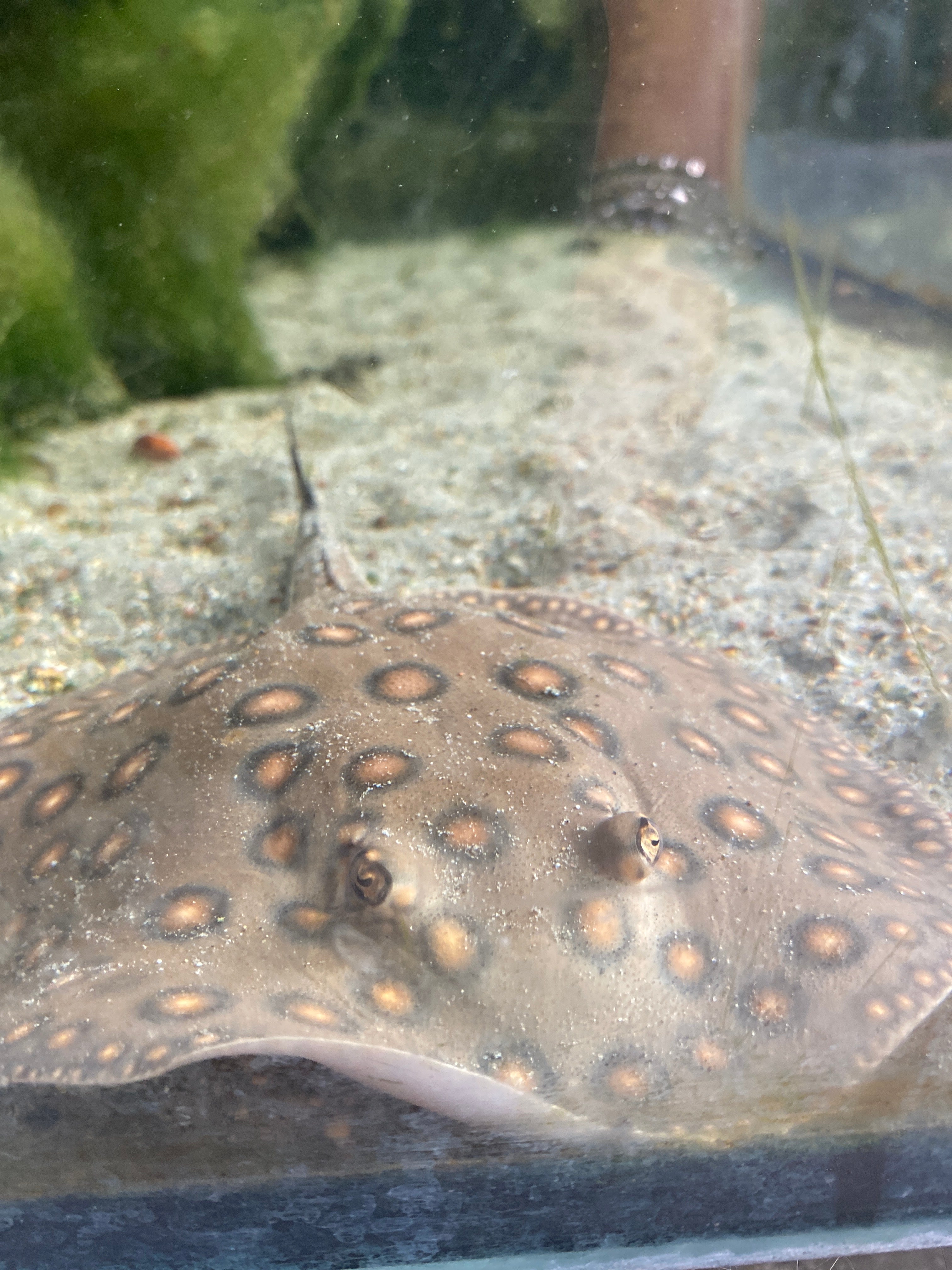 Potamotrygon motoro Brasile