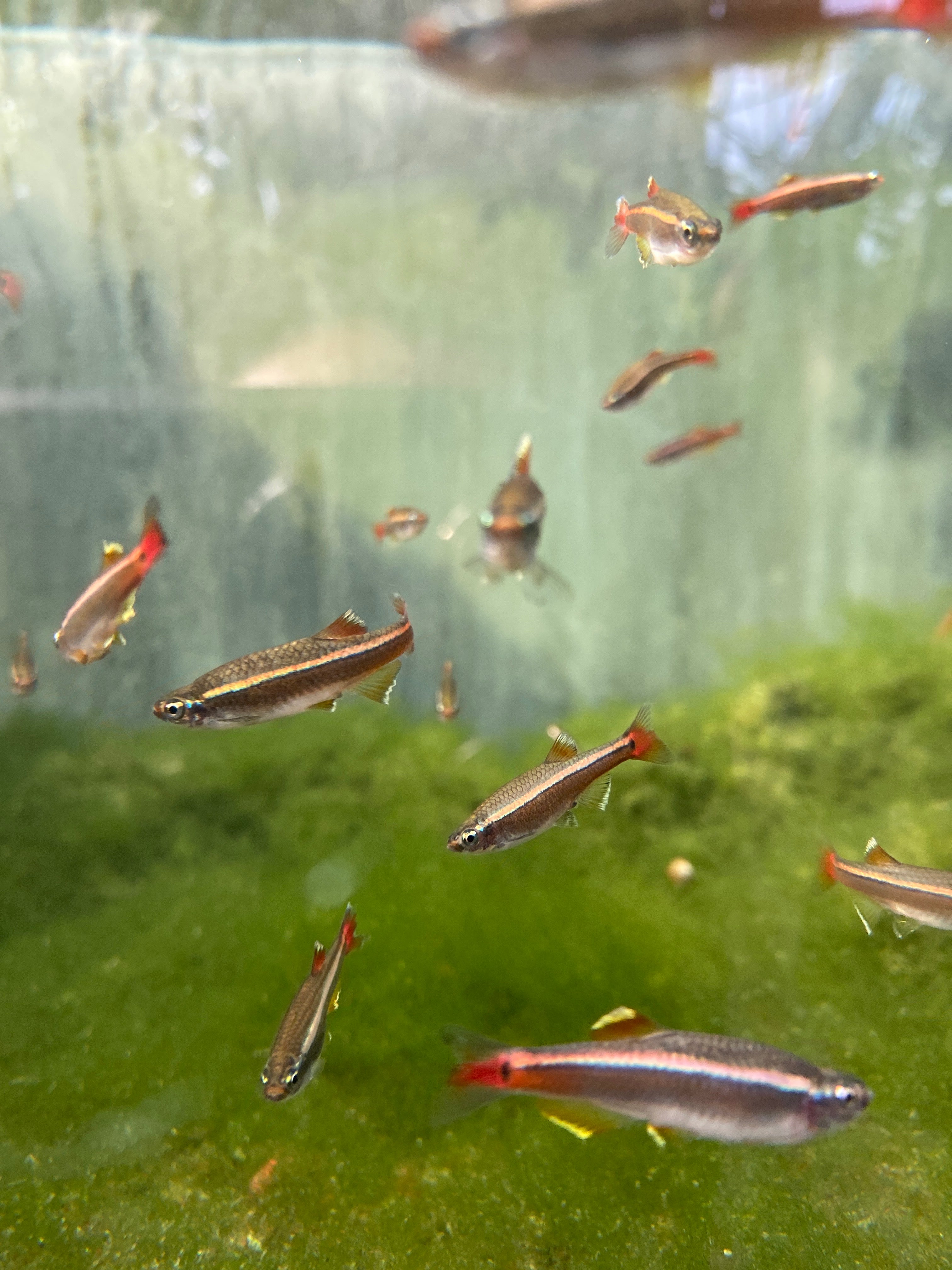 Tanichthys albonubes