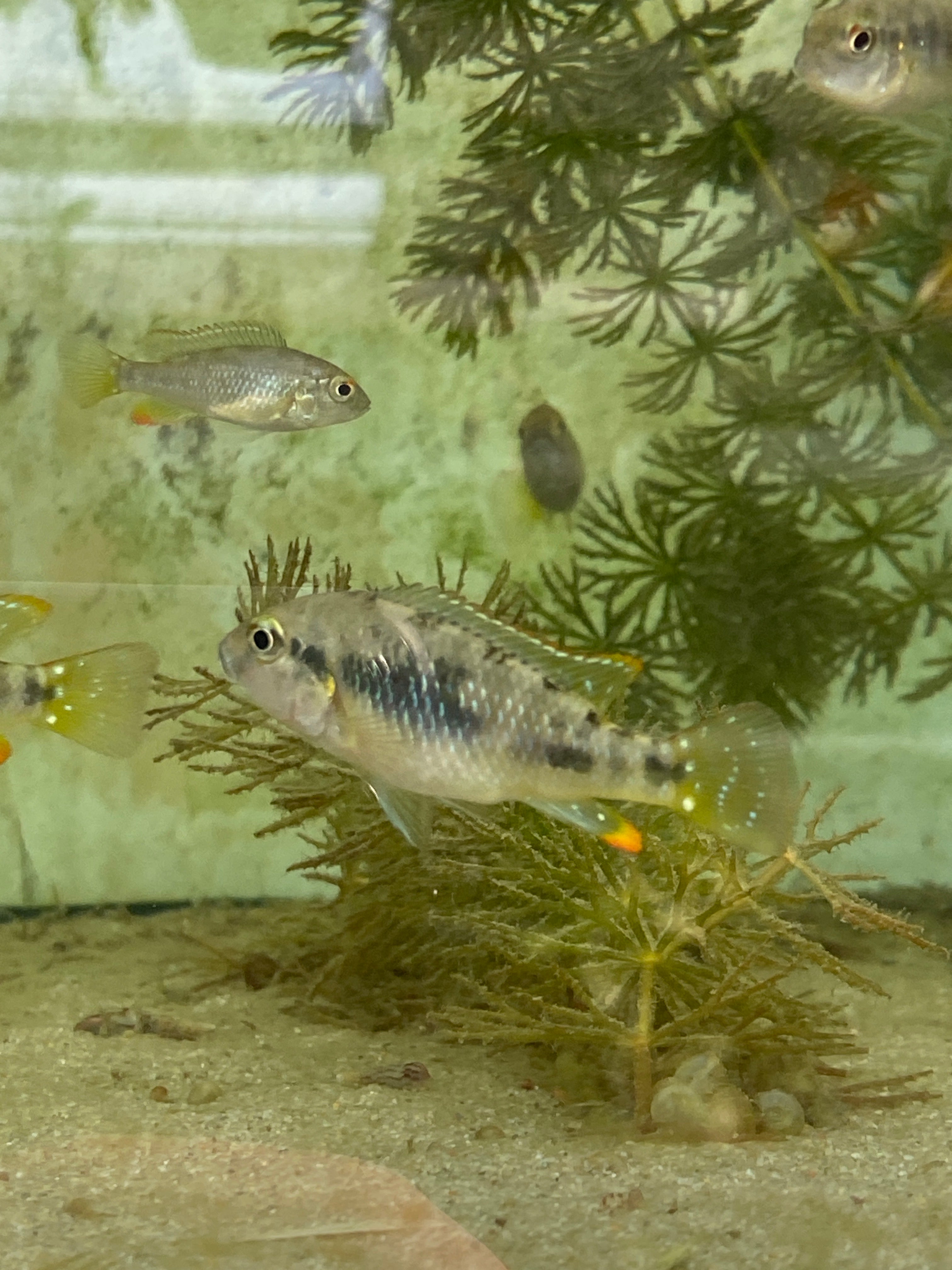 Lufubuchromis relictus