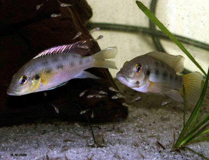 Chromidotilapia guntheri Liberia