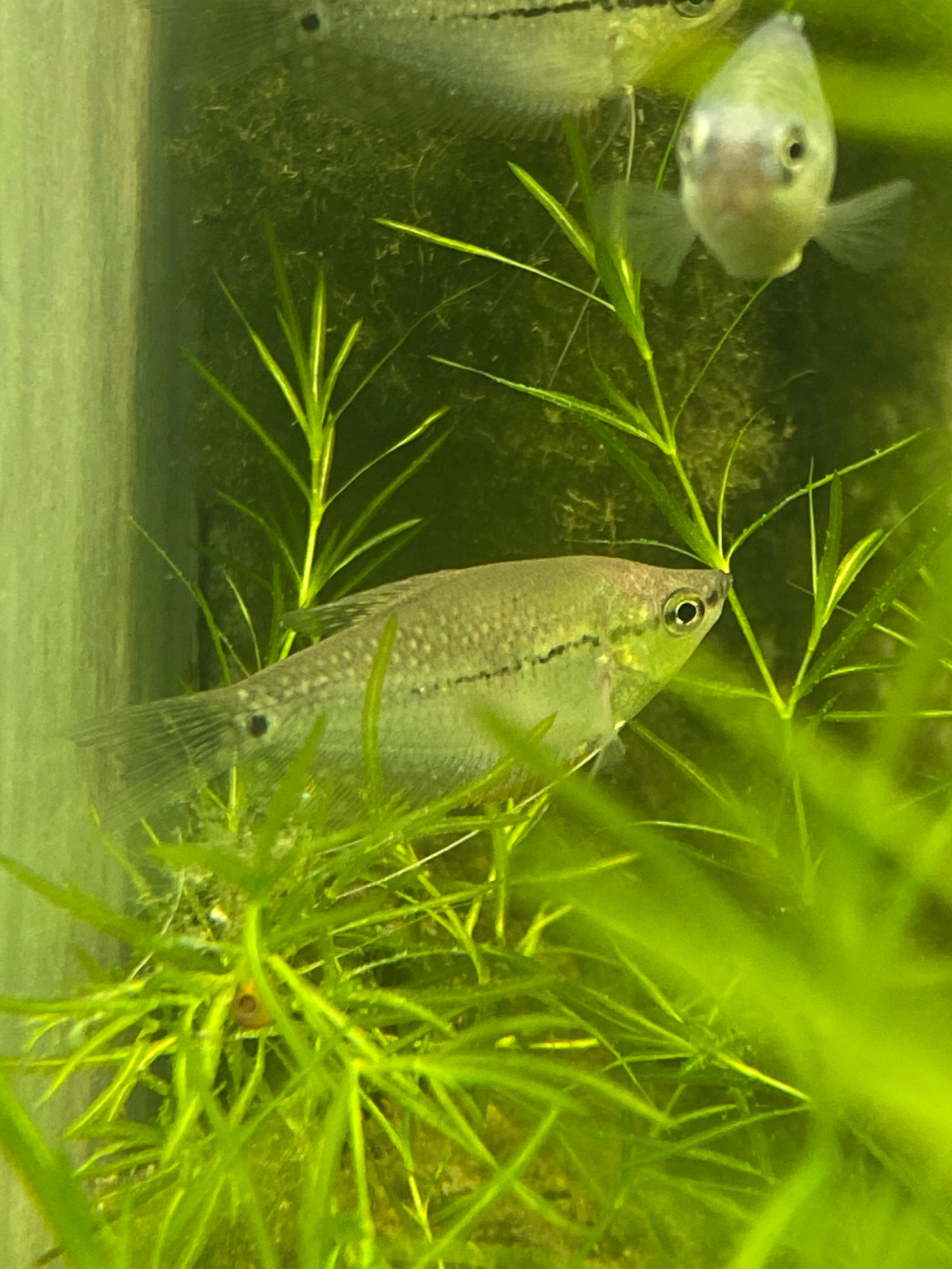 Trichopodus leerii Narathiwat Thailandia