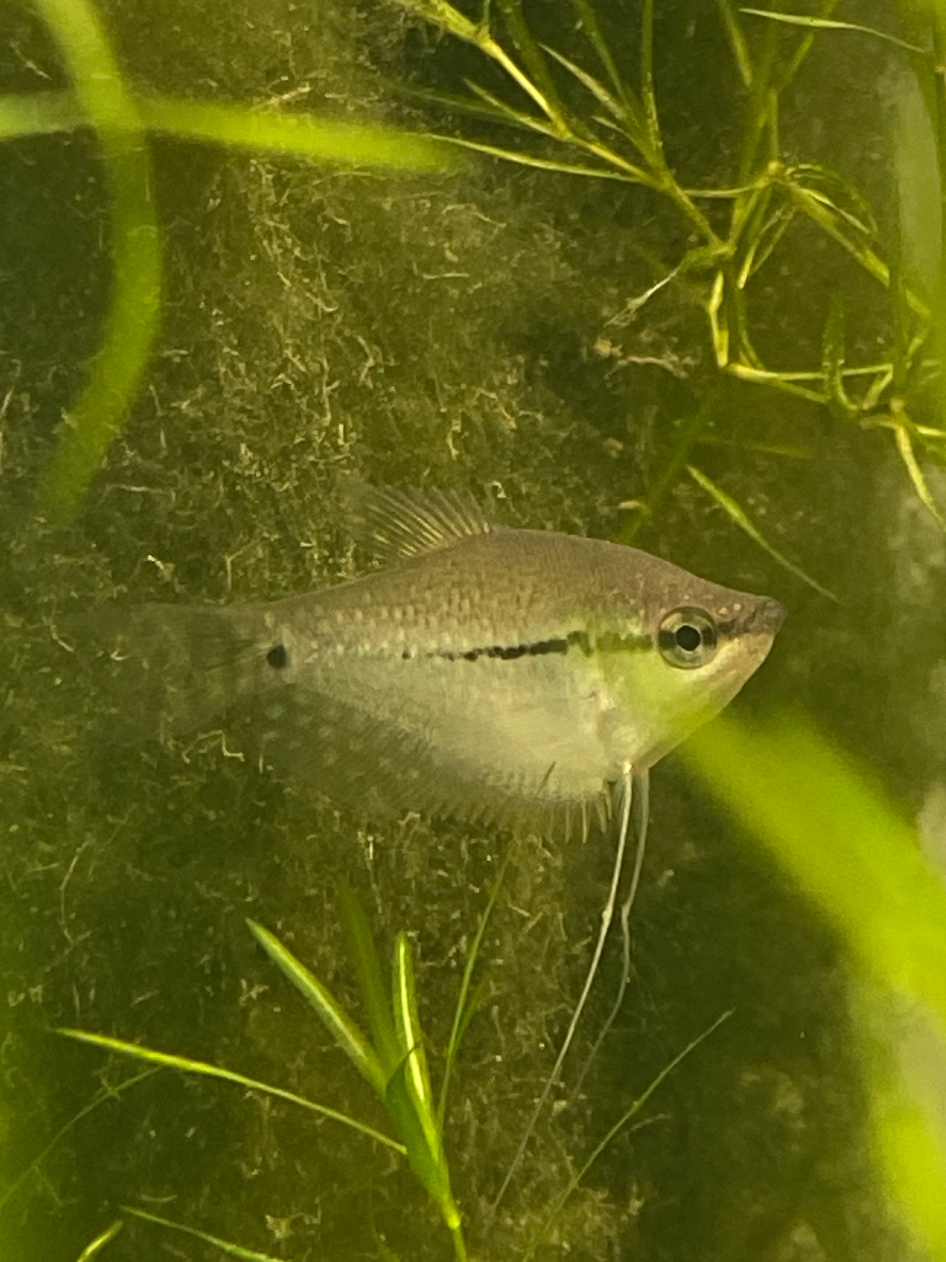 Trichopodus leerii Narathiwat Thailandia