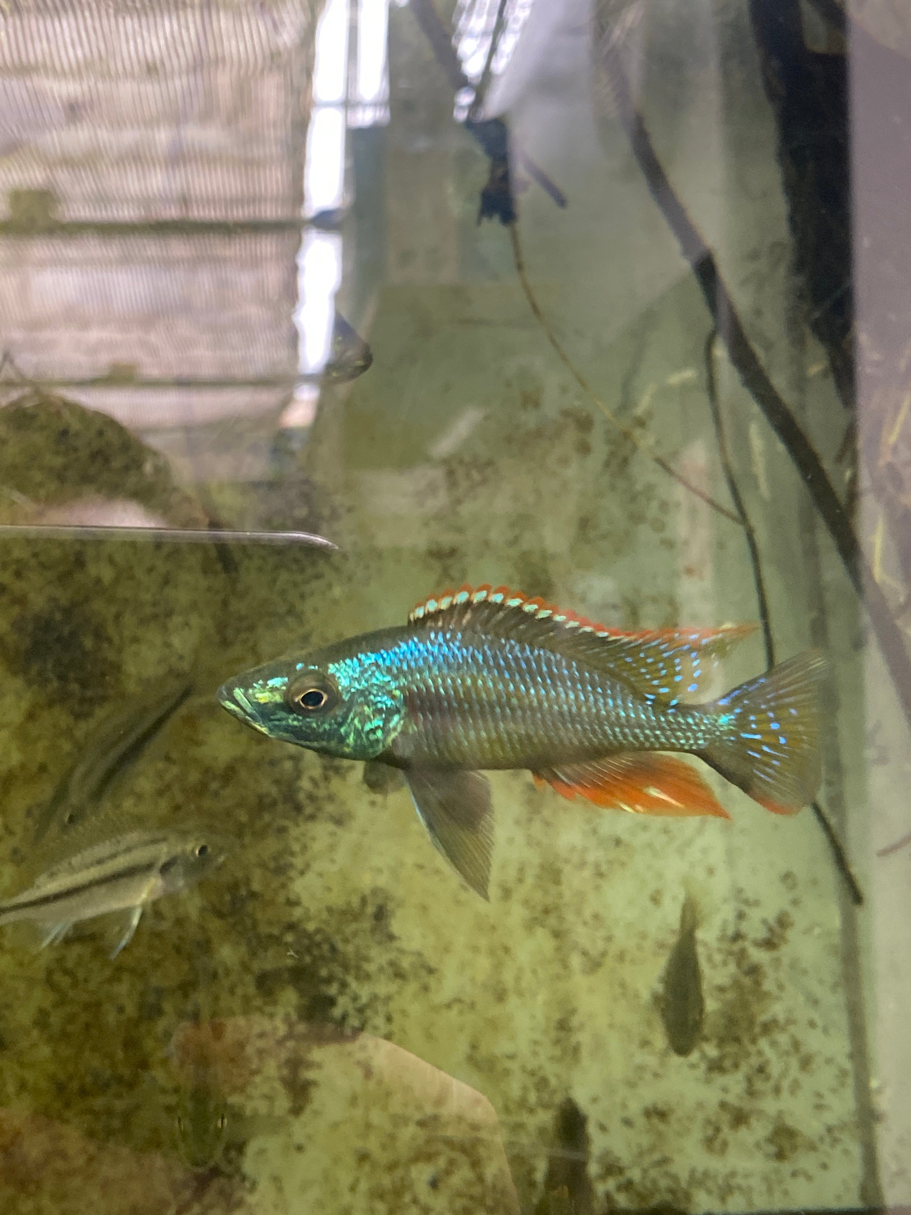 Dimidiochromis strigatus