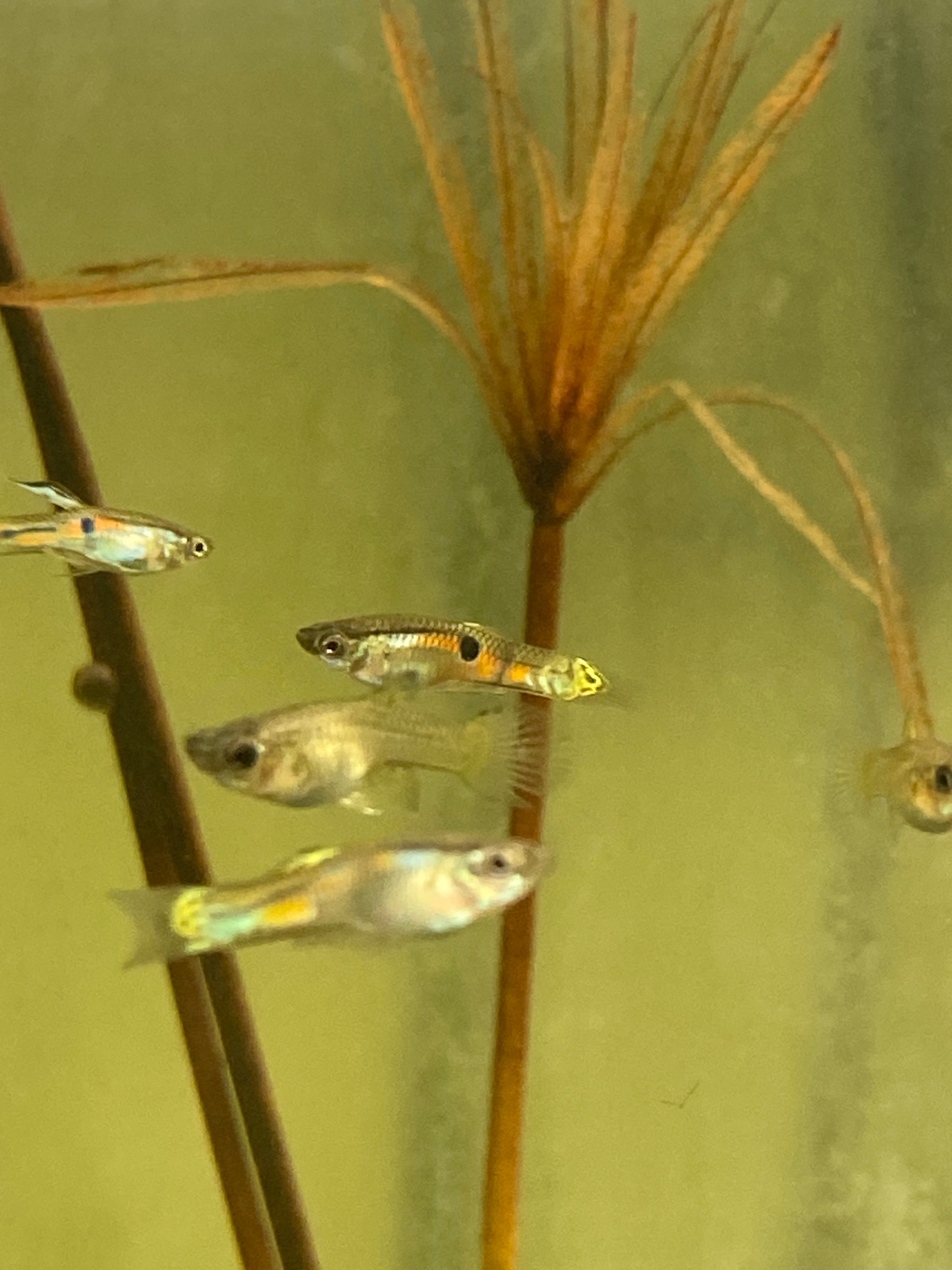 Poecilia sp. Rio Casanay