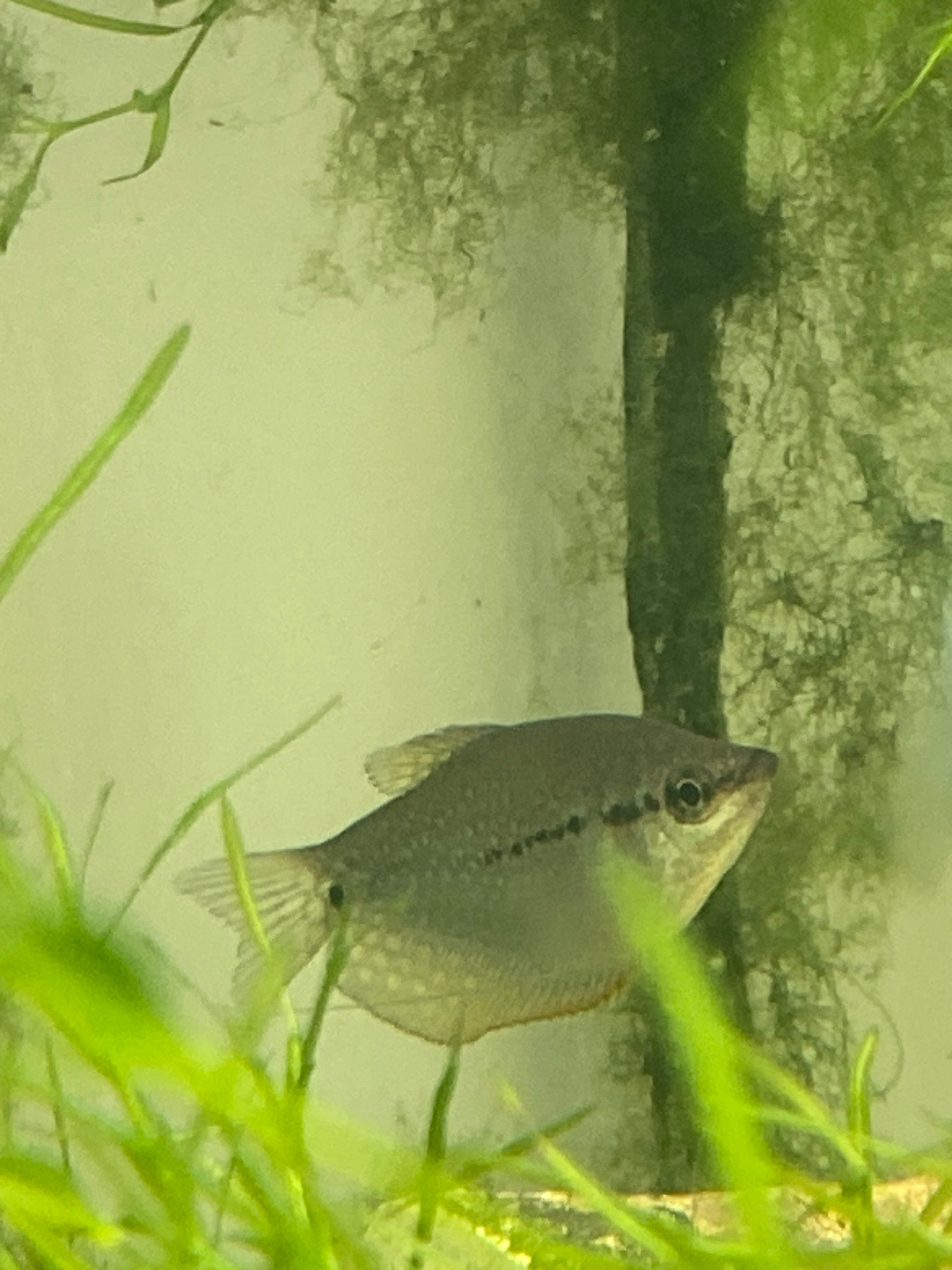 Trichopodus leerii Narathiwat Thailandia