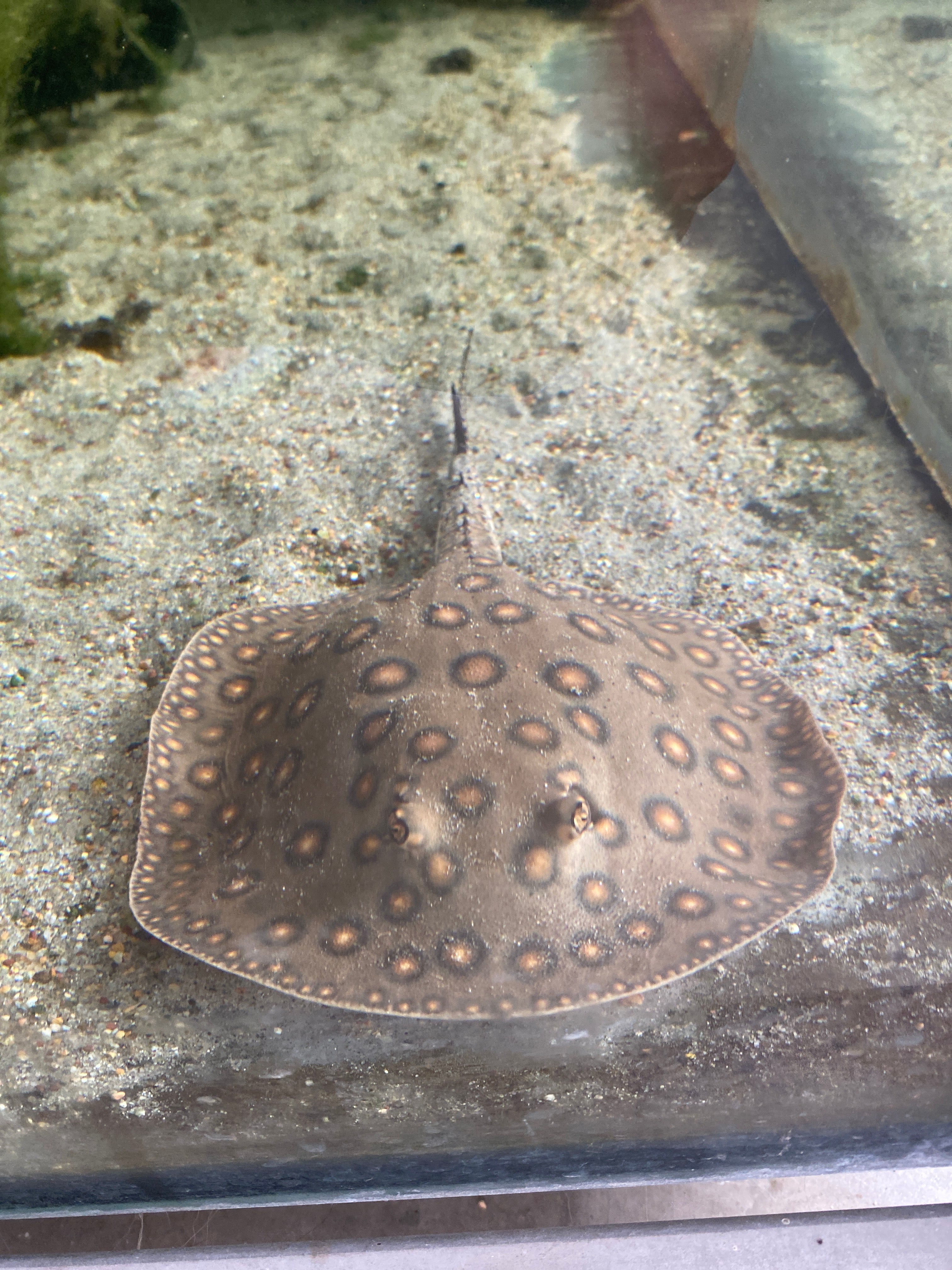 Potamotrygon motoro Brasile