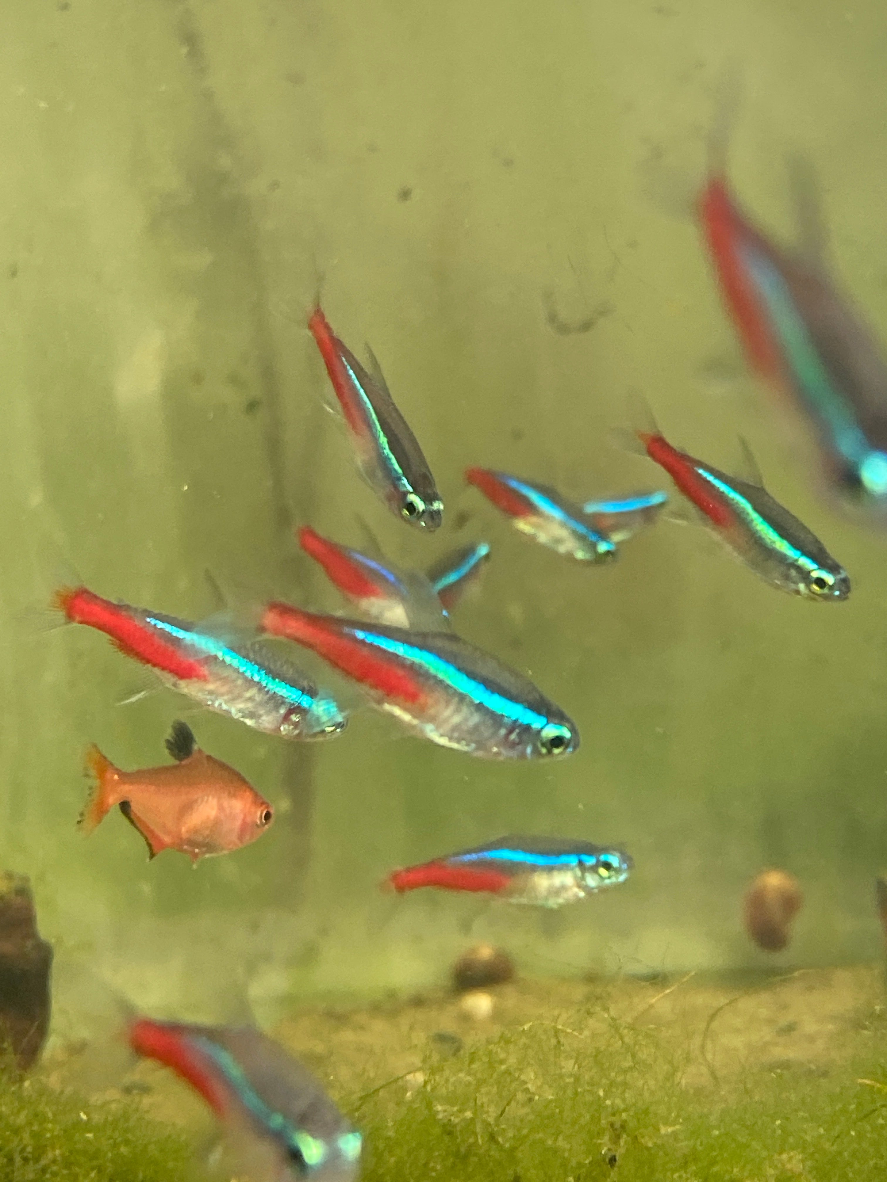 Paracheirodon innesi (neon)